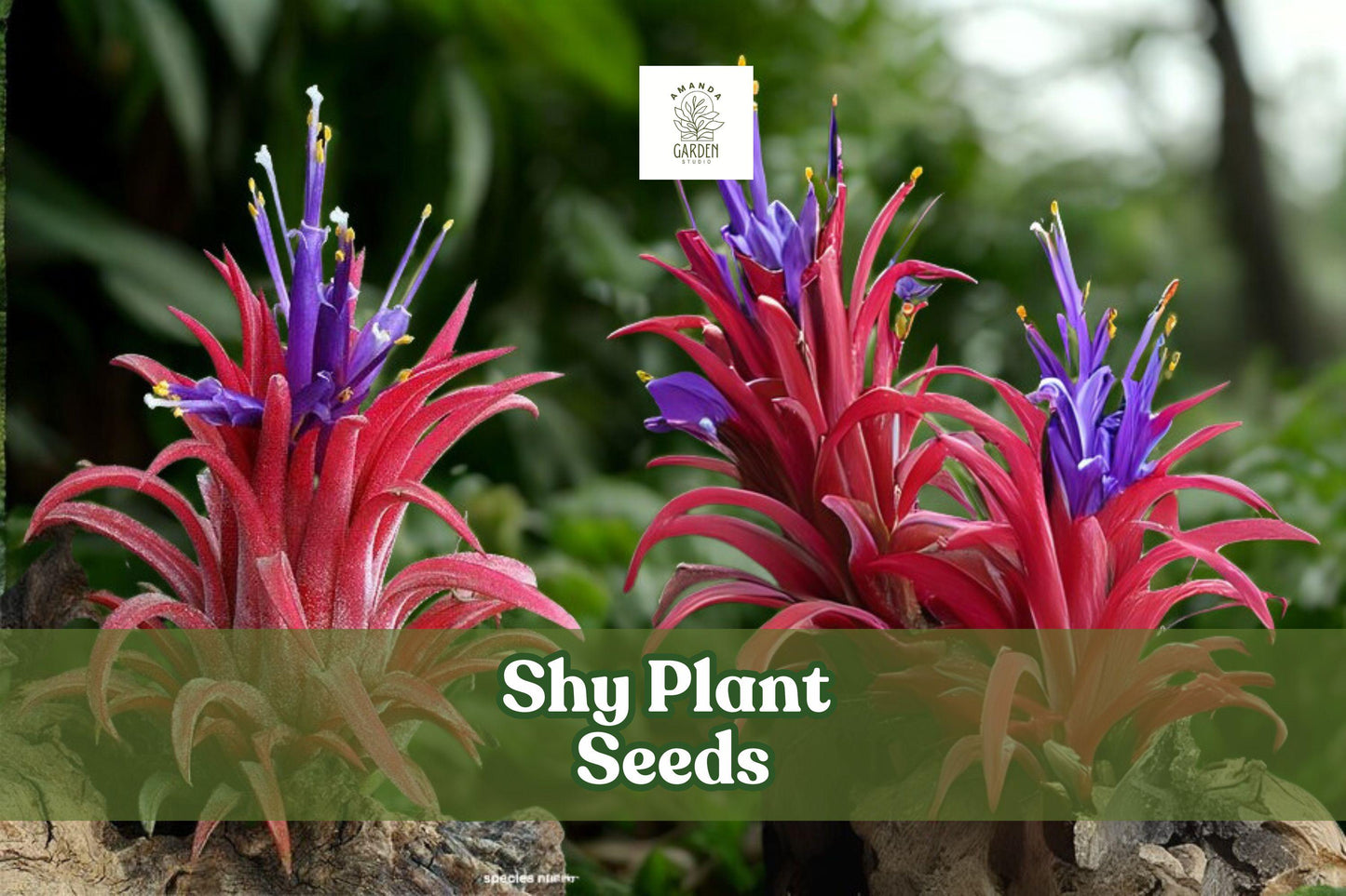 10 Shy Plant Seeds – Tillandsia ionantha Air Plant for Indoor & Outdoor Displays – Compact Bromeliad with Pink & Purple Blooms