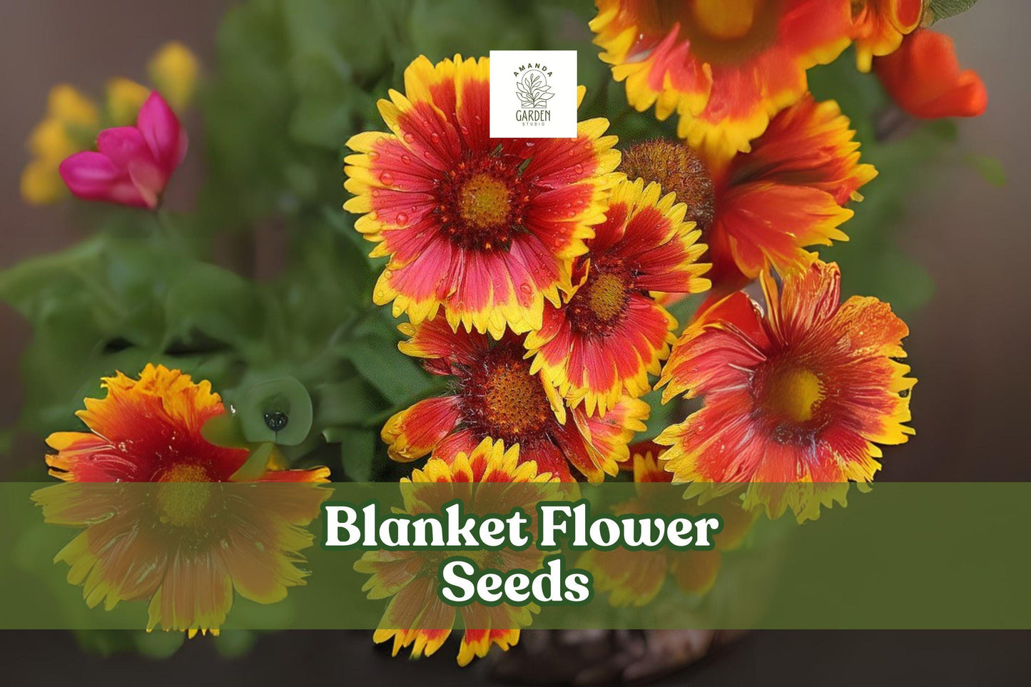 50 Blanket Flower Seeds – Gaillardia aristata Perennial Wildflower with Red and Yellow Blooms, Drought-Tolerant, Pollinator-Friendly Seed Pack