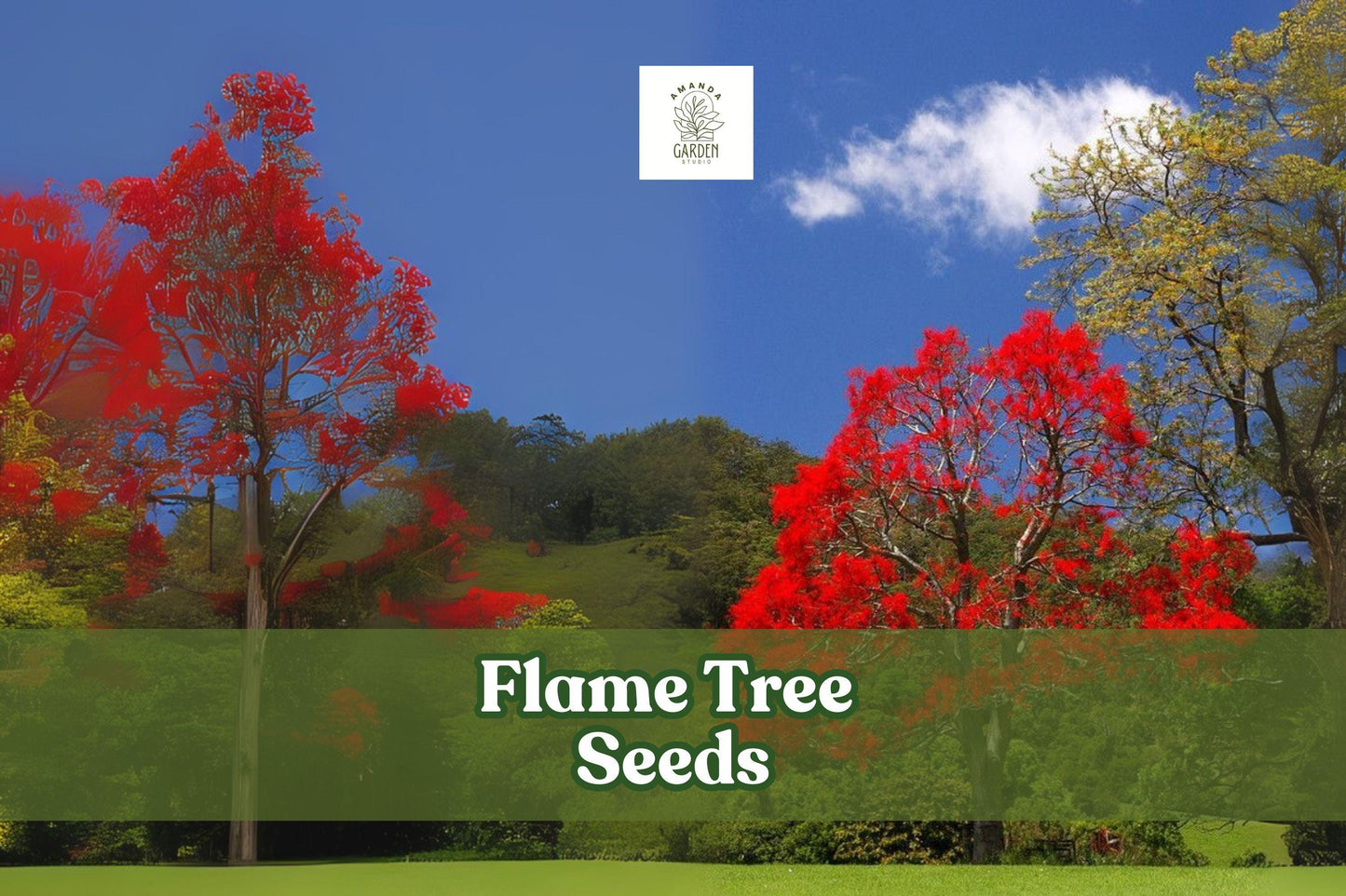 Flame Tree Seeds, Delonix regia, Tropical Red Blooming Ornamental Tree for Bonsai, Landscape & Containers
