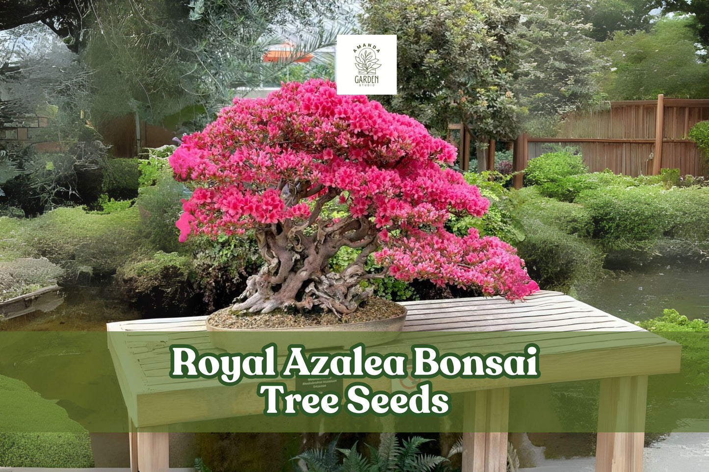 30 Royal Azalea Seeds – Rhododendron schlippenbachii Flowering Shrub for Bonsai & Garden Borders