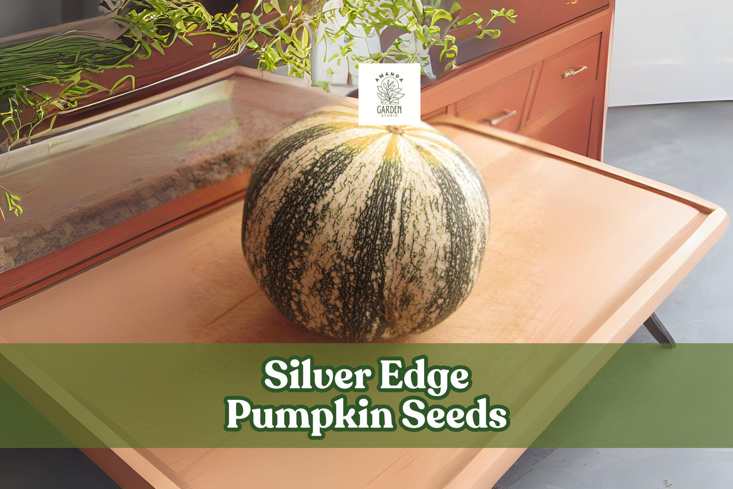 Silver Edge Pumpkin Seeds, Striped Heirloom Squash, Non-GMO, Cucurbita pepo var. argyrosperma, Fall Harvest, Edible Seeds