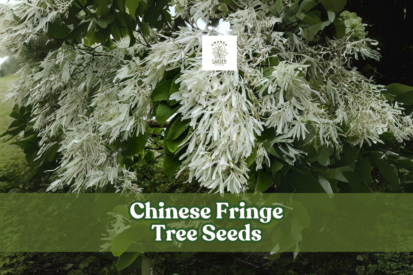 Chinese Fringe Tree Seeds, Ornamental Landscaping Tree, Showy White Flowers, Chionanthus retusus, 10 Seeds