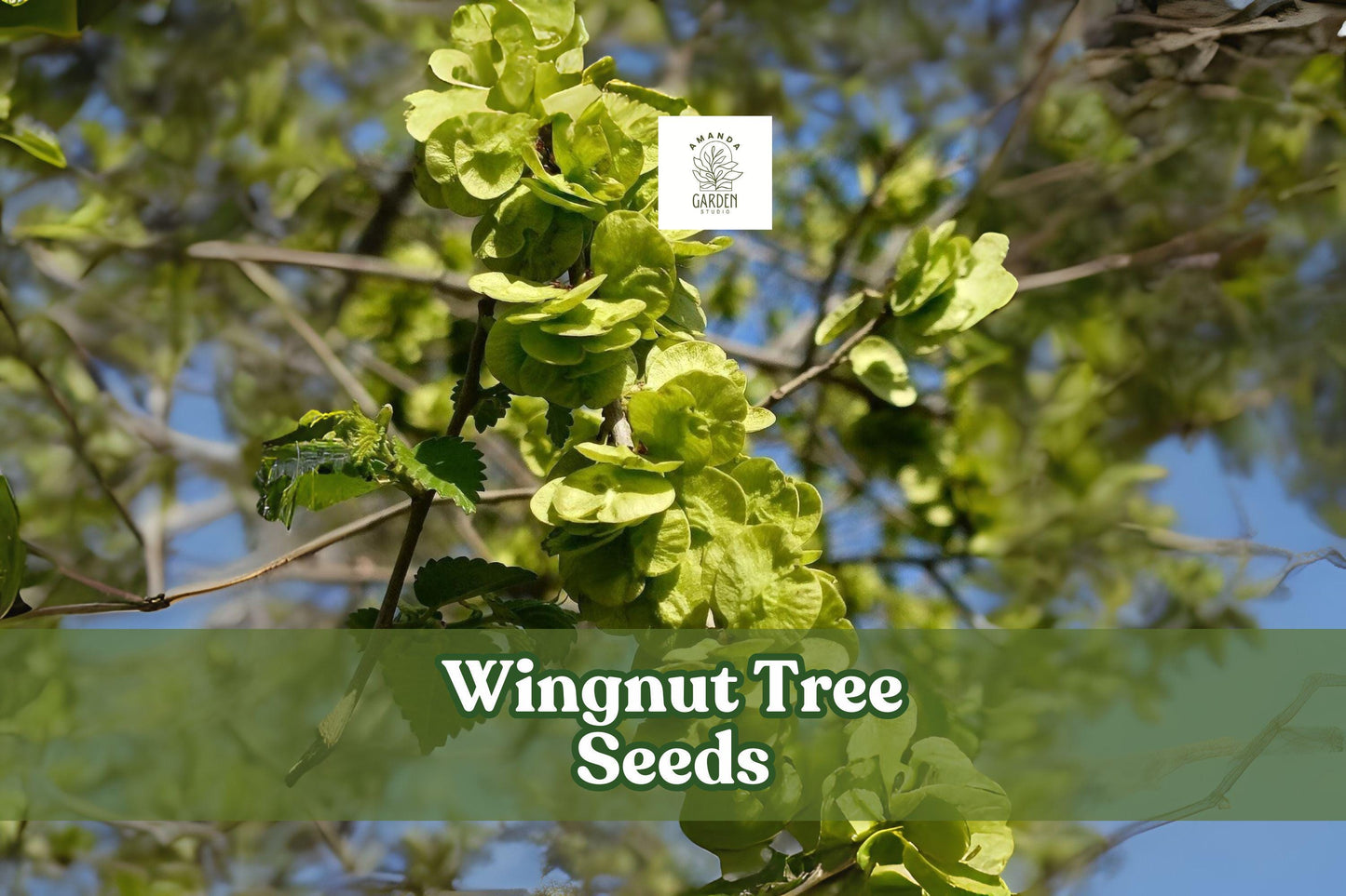 Wingnut Tree Seeds | Pterocarya fraxinifolia | Hardy Shade Tree with Winged Nuts | Fast-Growing Ornamental Deciduous Tree
