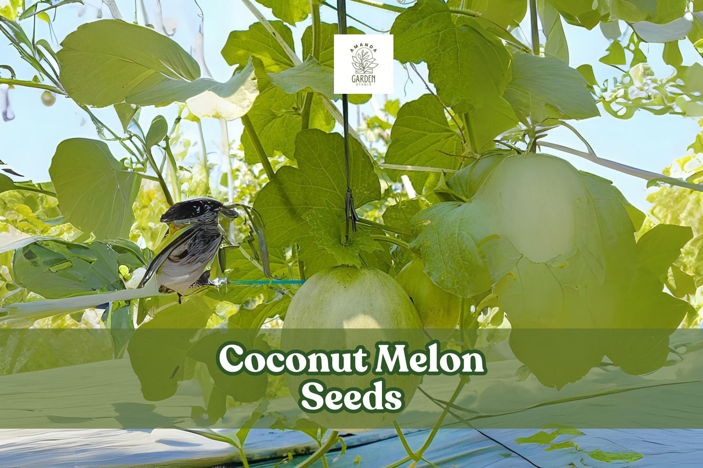 Coconut Melon Seeds – Cucumis melo Lambkin – Exotic Sweet Melon for Home Gardens, Vining Fruit