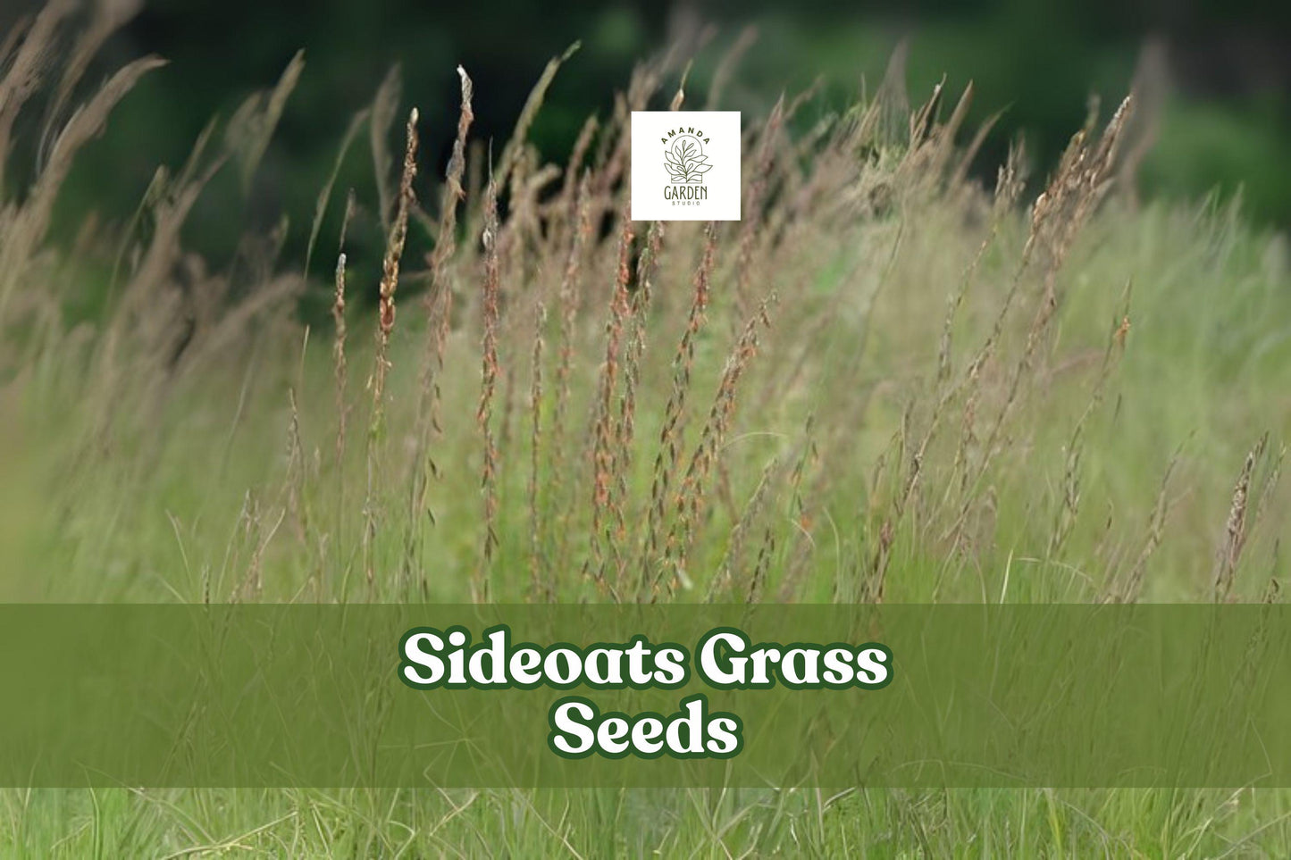 Sideoats Prairie Grass Seeds – Native Ornamental Ground Cover, Drought-Tolerant Bouteloua curtipendula, Wildlife Habitat, Erosion Control