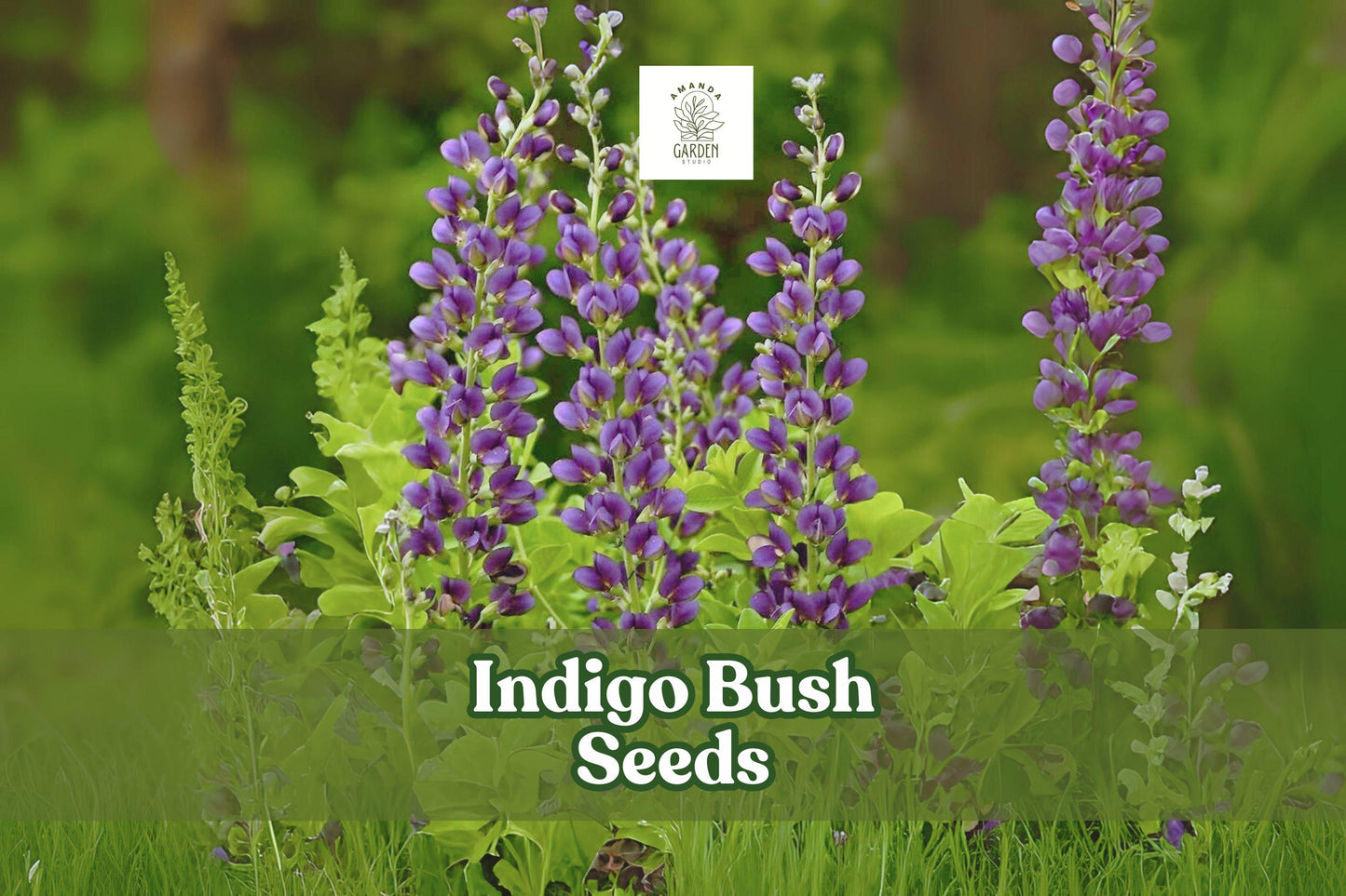 50 Indigofera amblyantha Seeds – Pink Flowering Shrub, Ornamental Hedge, Pollinator Friendly, Deciduous Flowering Plant