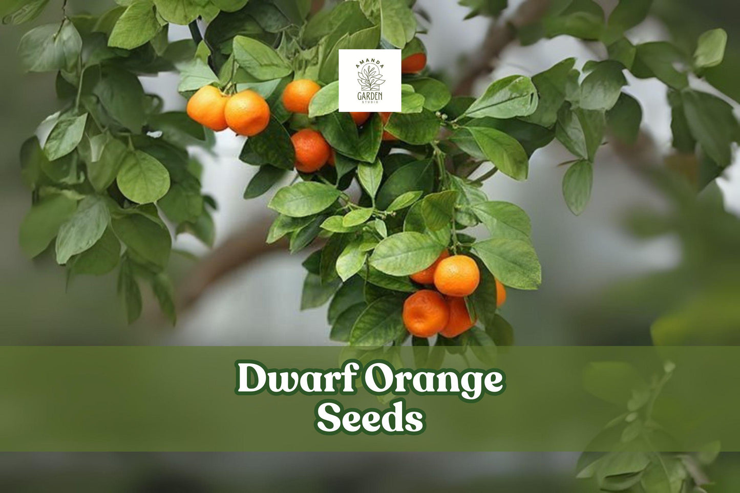 Dwarf Orange Seeds, Cold Hardy Citrus Tree, Miniature Fruit Tree, Poncirus trifoliata, 10 Seeds