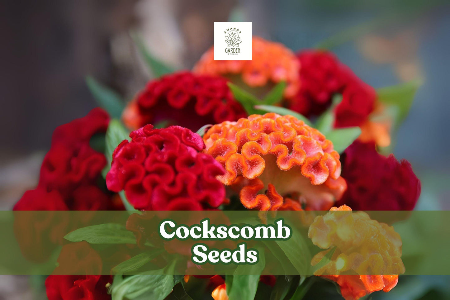 100 Cockscomb Seeds – Celosia cristata – Vibrant Garden Flowers with Crested Bloom Shape – Annual Ornamental Plant