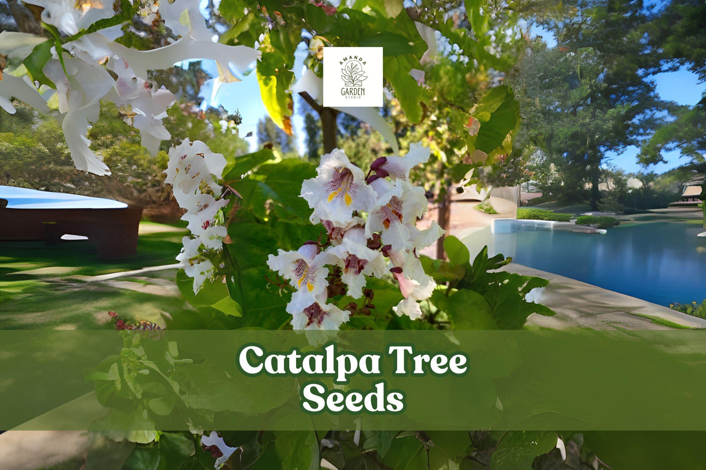 Catalpa Tree Seeds – 50 Non-GMO Pack – Large White Flowers – Ornamental Shade Tree – Fast Growing, Deciduous, Catalpa speciosa
