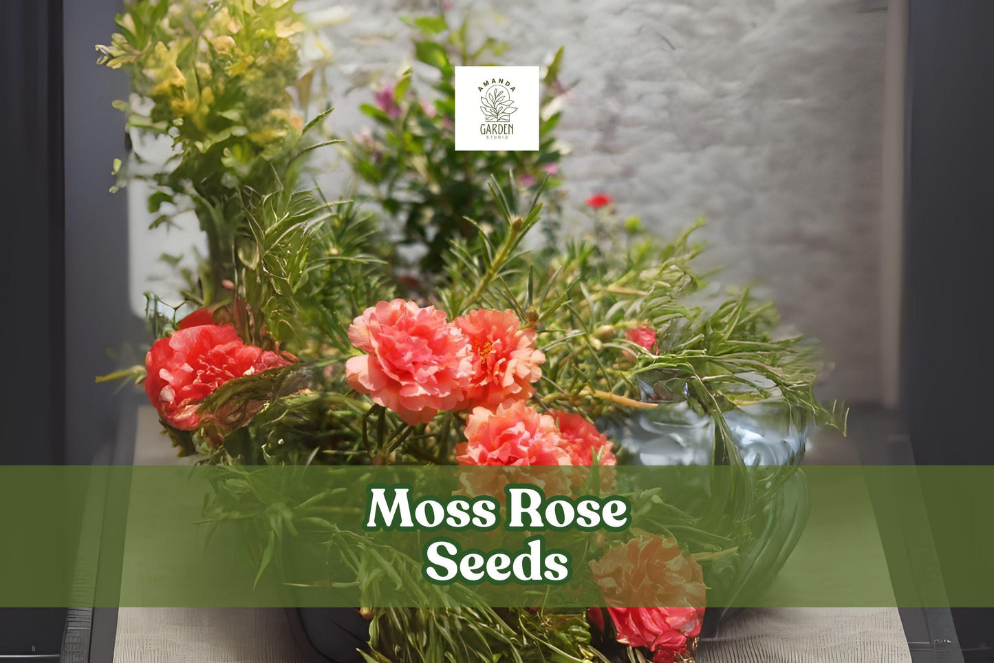 200 Moss Rose Seeds – Portulaca grandiflora Annual Flower with Colorful Blooms for Garden, Patio & Bonsai Planters