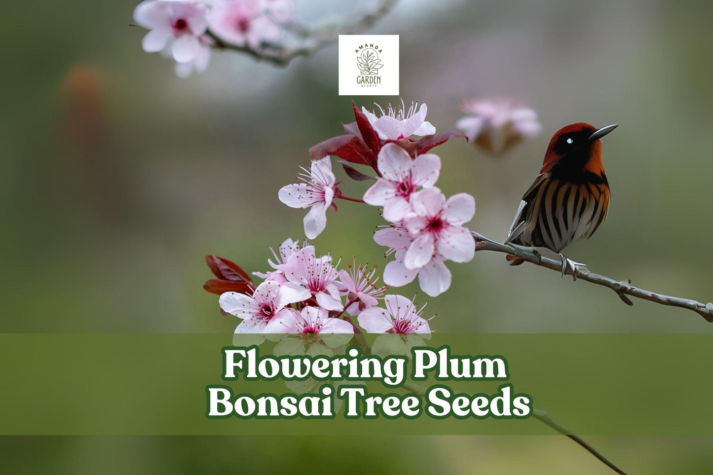Flowering Plum Bonsai Seeds – Prunus triloba Pink Blooms, Deciduous Shrub, Beginner-Friendly, Indoor & Outdoor Cultivation