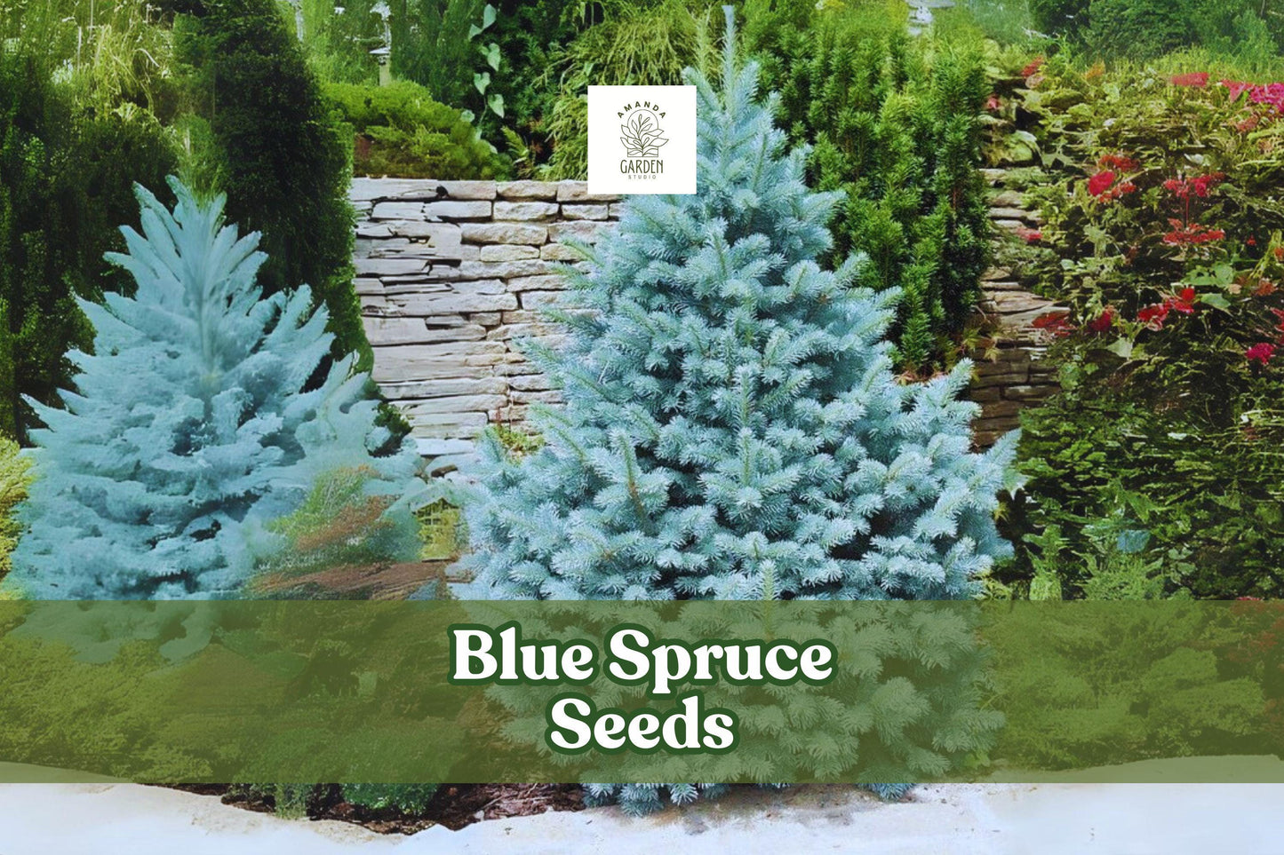 Colorado Blue Spruce Seeds – Picea pungens glauca, Ornamental Evergreen Tree, Blue-Green Needles, Hardy Zones 2-7, 30 Seeds