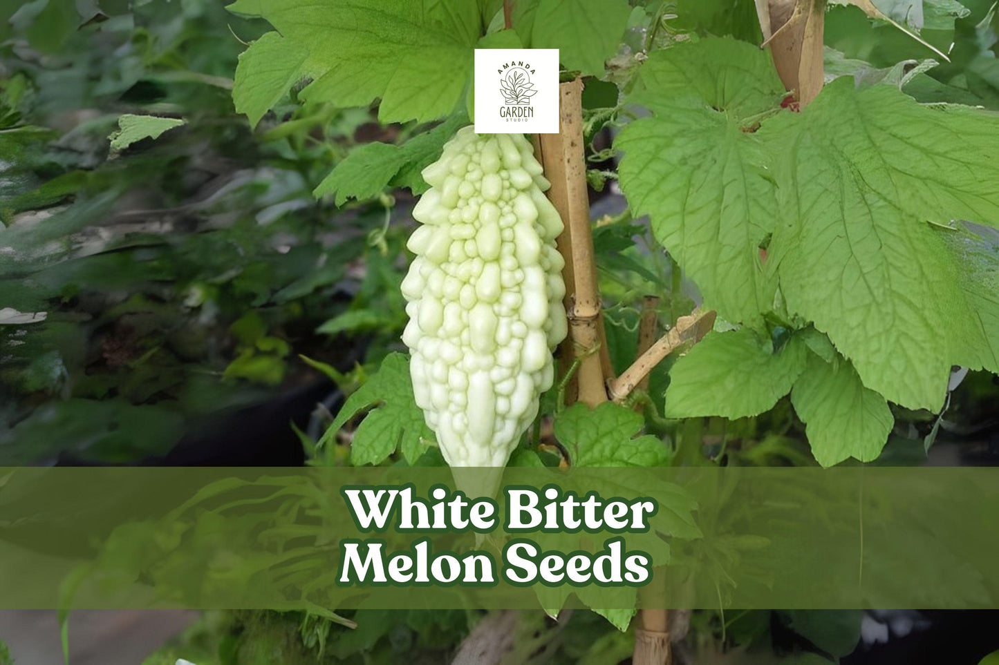 White Bitter Melon Seeds – Rare Tropical Climbing Vegetable Vine – Momordica charantia – White Gourds for Garden & Trellis
