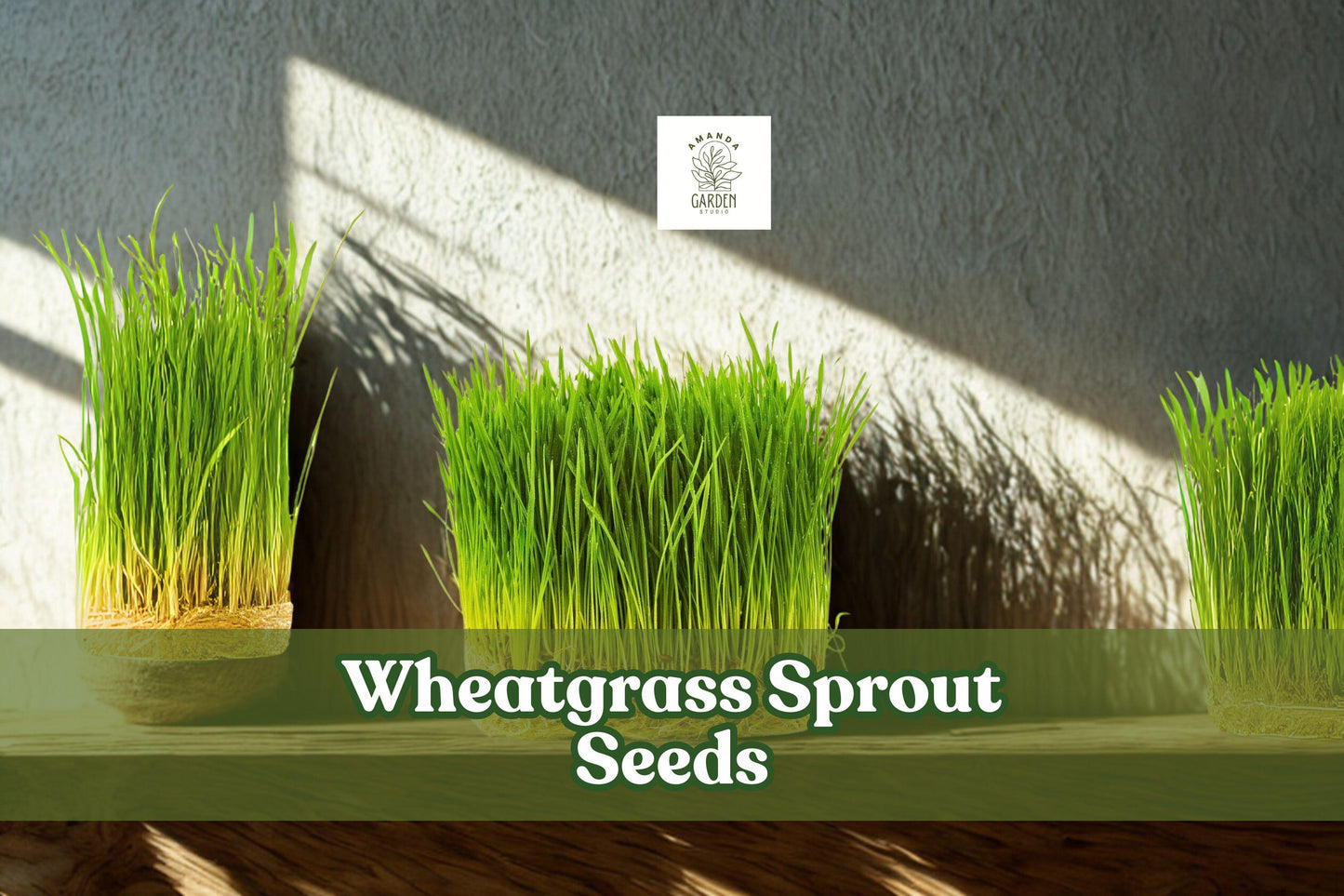 Wheatgrass Sprout Seeds - Non-GMO, Easy Grow for Juicing, Smoothies & Pet Grass - Triticum aestivum, 500 Seeds