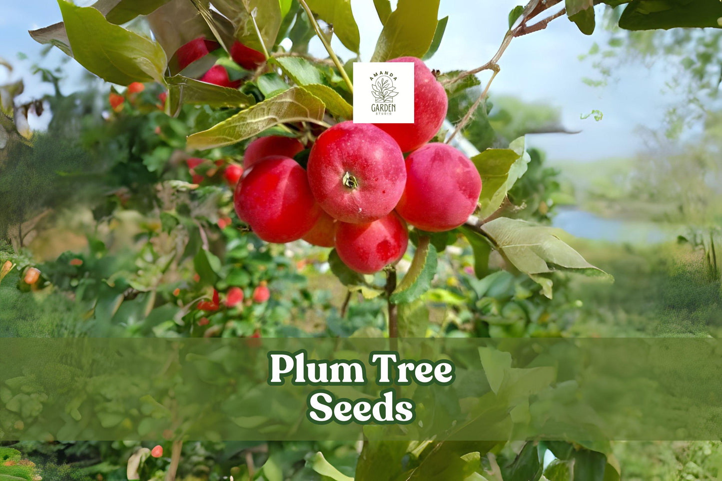 American Plum Tree Seeds – Prunus americana Flowering & Fruiting Tree, Bonsai, White Blossoms, Edible Fruit, Grow Your Own