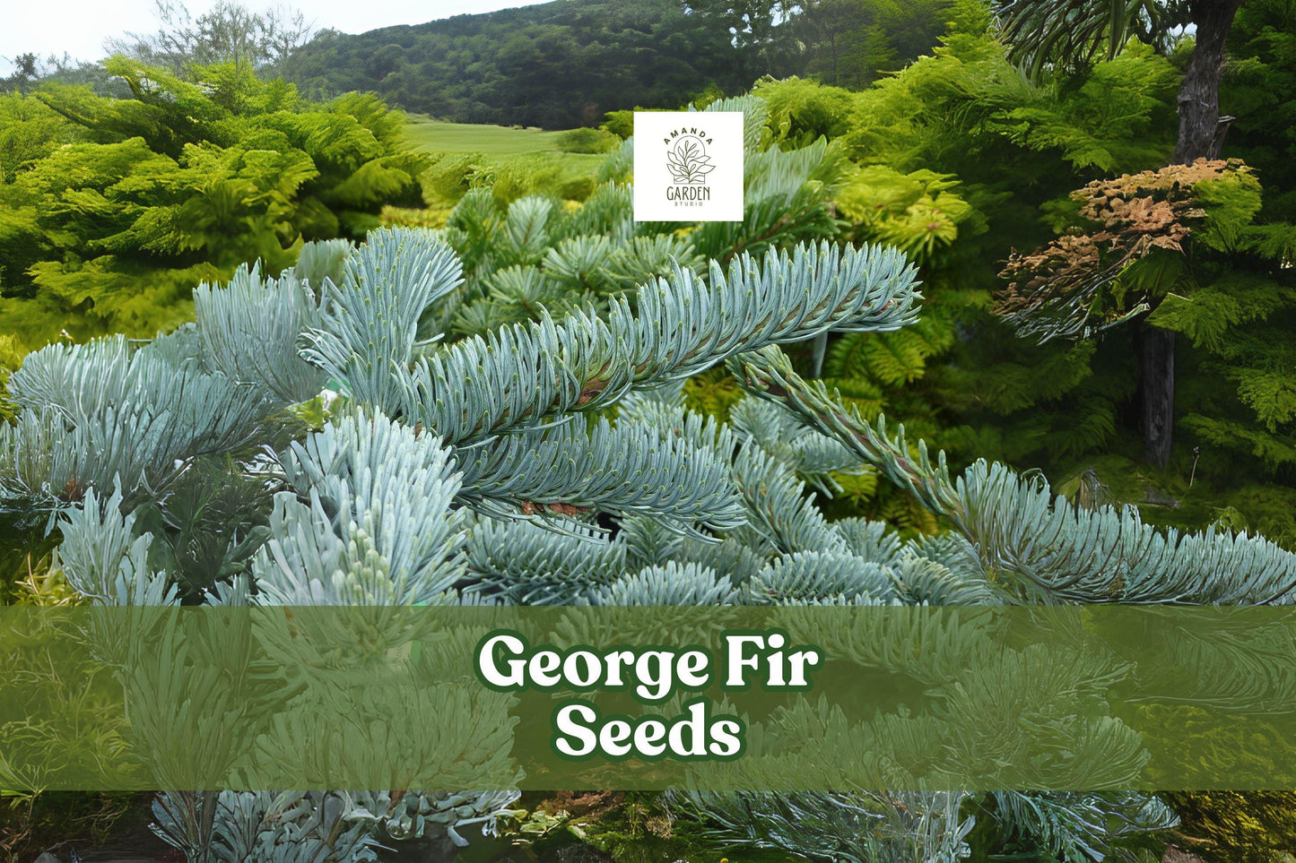 George Fir Seeds - Rare Evergreen Conifer Abies forrestii georgei, Green-Blue Needles, Cold Hardy, Bonsai & Landscape Plant