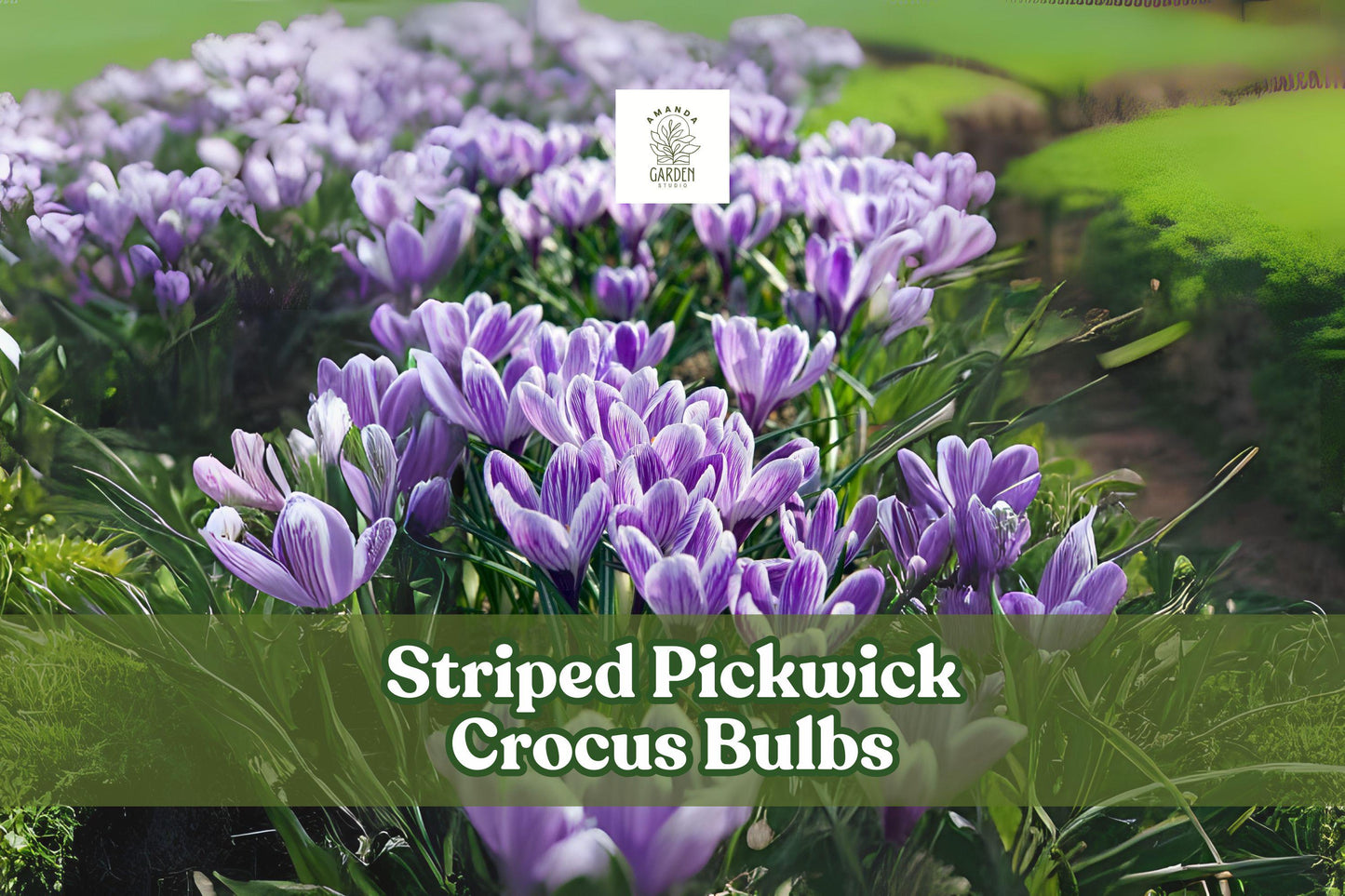 10 Striped Pickwick Crocus Bulbs - Hardy Perennial, Early Spring Blooms, Crocus vernus ‘Pickwick’ for Lawns & Borders