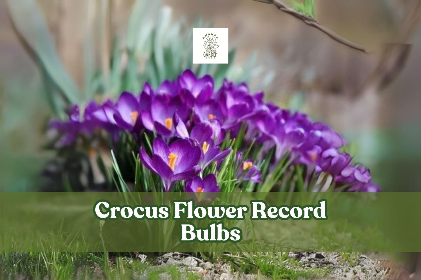 Purple Crocus Flower Record Bulbs – 10 Live Corms for Early Spring Bloom, Deep Purple with Golden Centers, Hardy Perennial Bulbs
