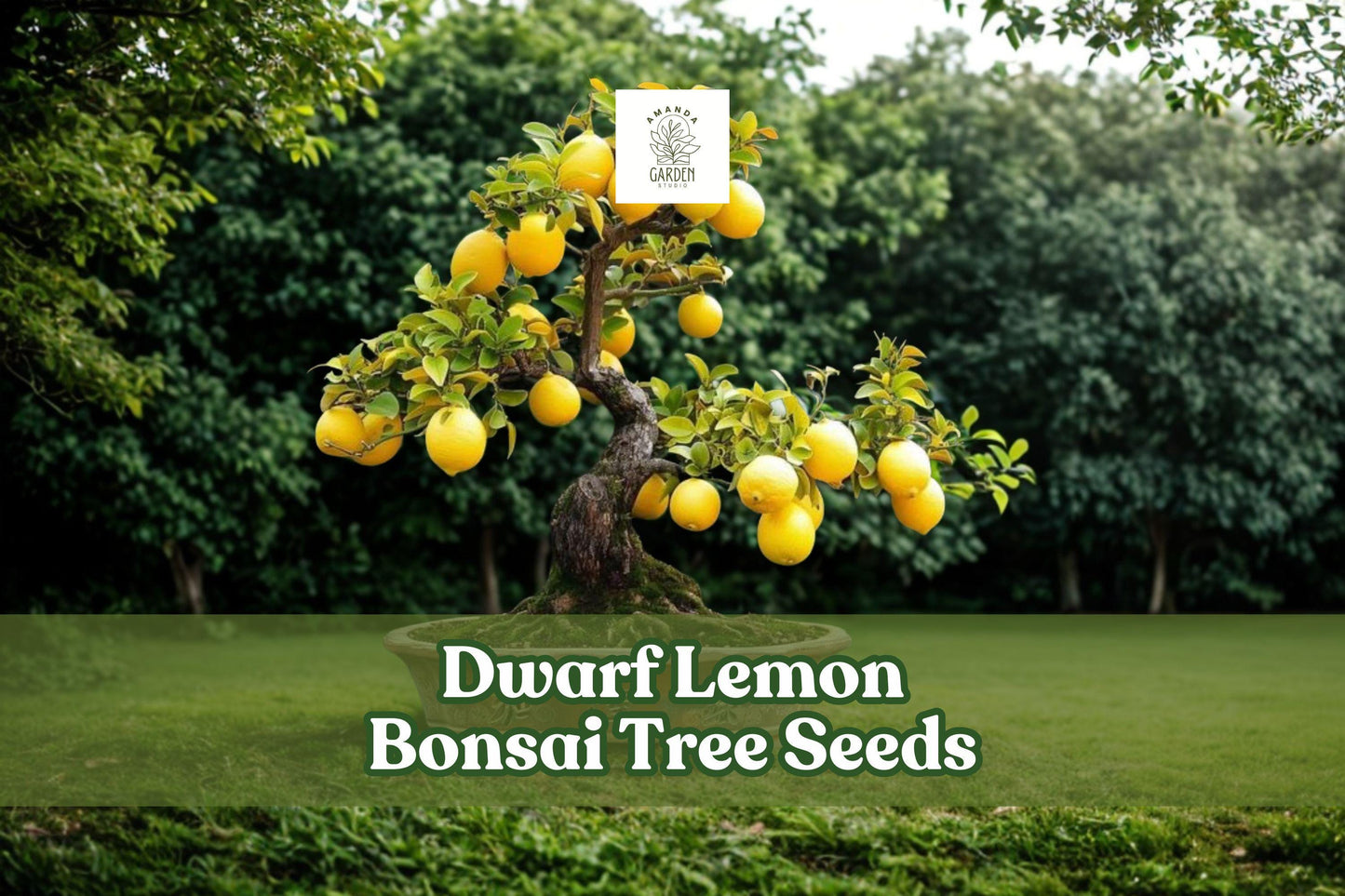 Dwarf Lemon Bonsai Tree Seeds | Citrus Limon Ornamental Seeds for Container Growing & Bonsai Cultivation