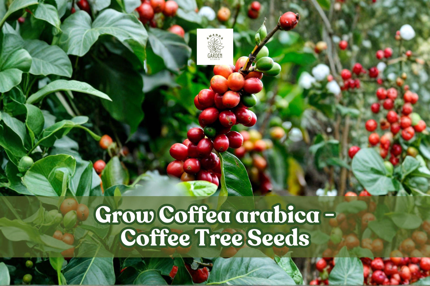 20 Coffea Arabica Seeds | Tropical Coffee Tree Plant for Indoor Bonsai & Outdoors