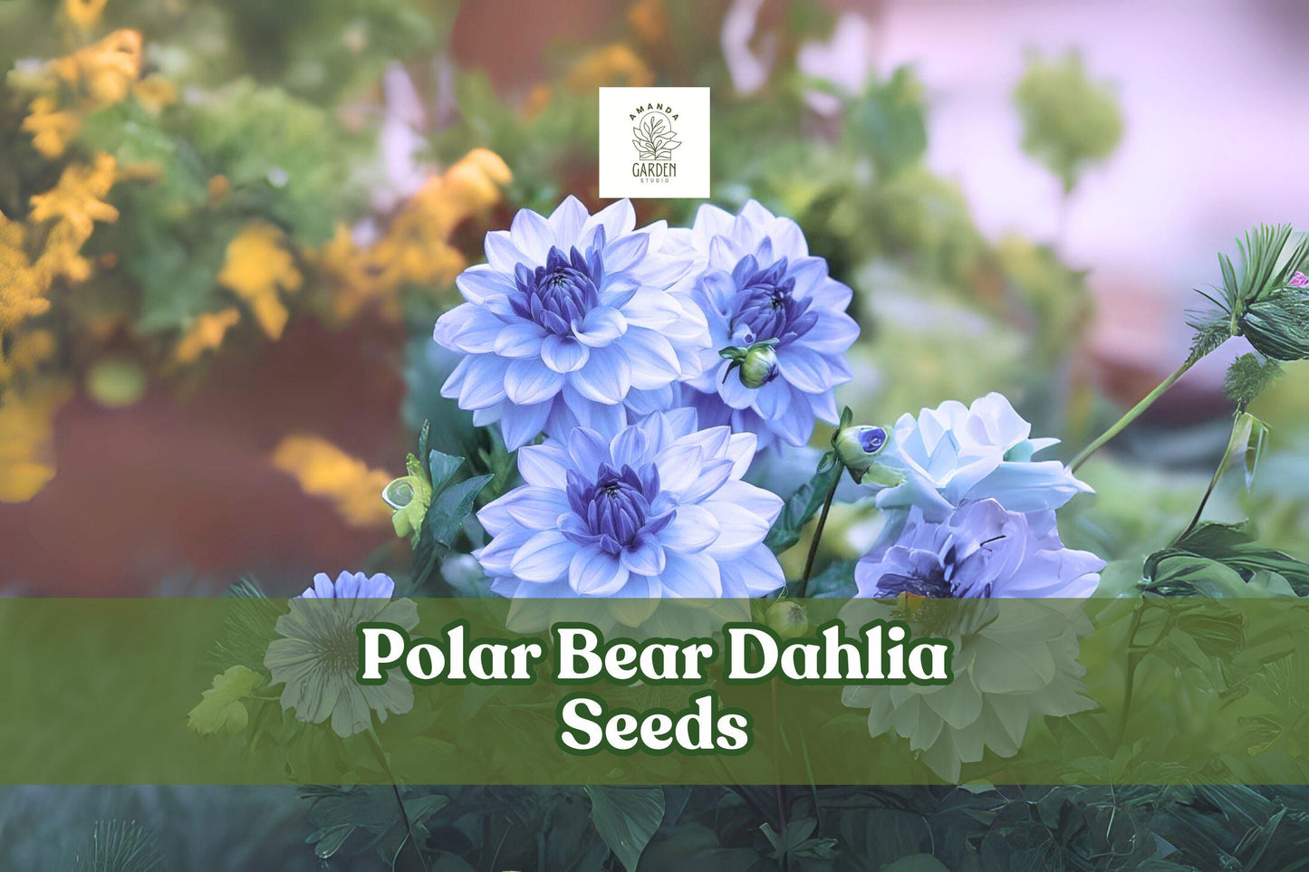 Polar Bear Dahlia Seeds – White Pompon Blooms, 50 Seeds, Dahlia × variabilis, Full Sun, Summer to Frost, USA Packed