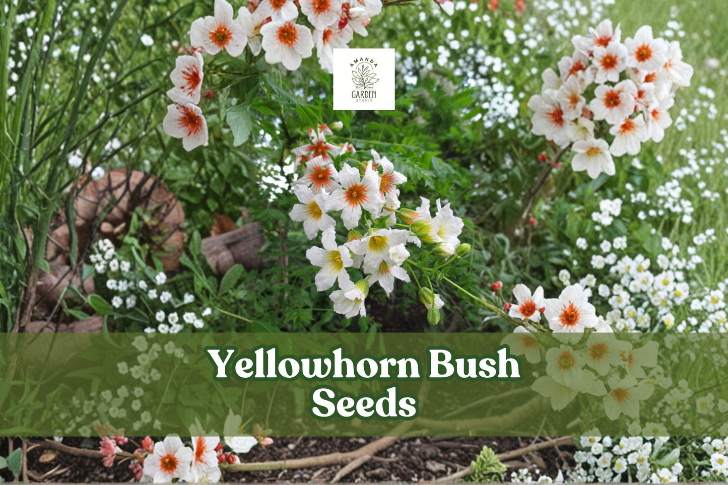 Yellowhorn Tree Seeds | Xanthoceras sorbifolium | Ornamental Flowering Shrub with White & Red Flowers, Edible Nuts