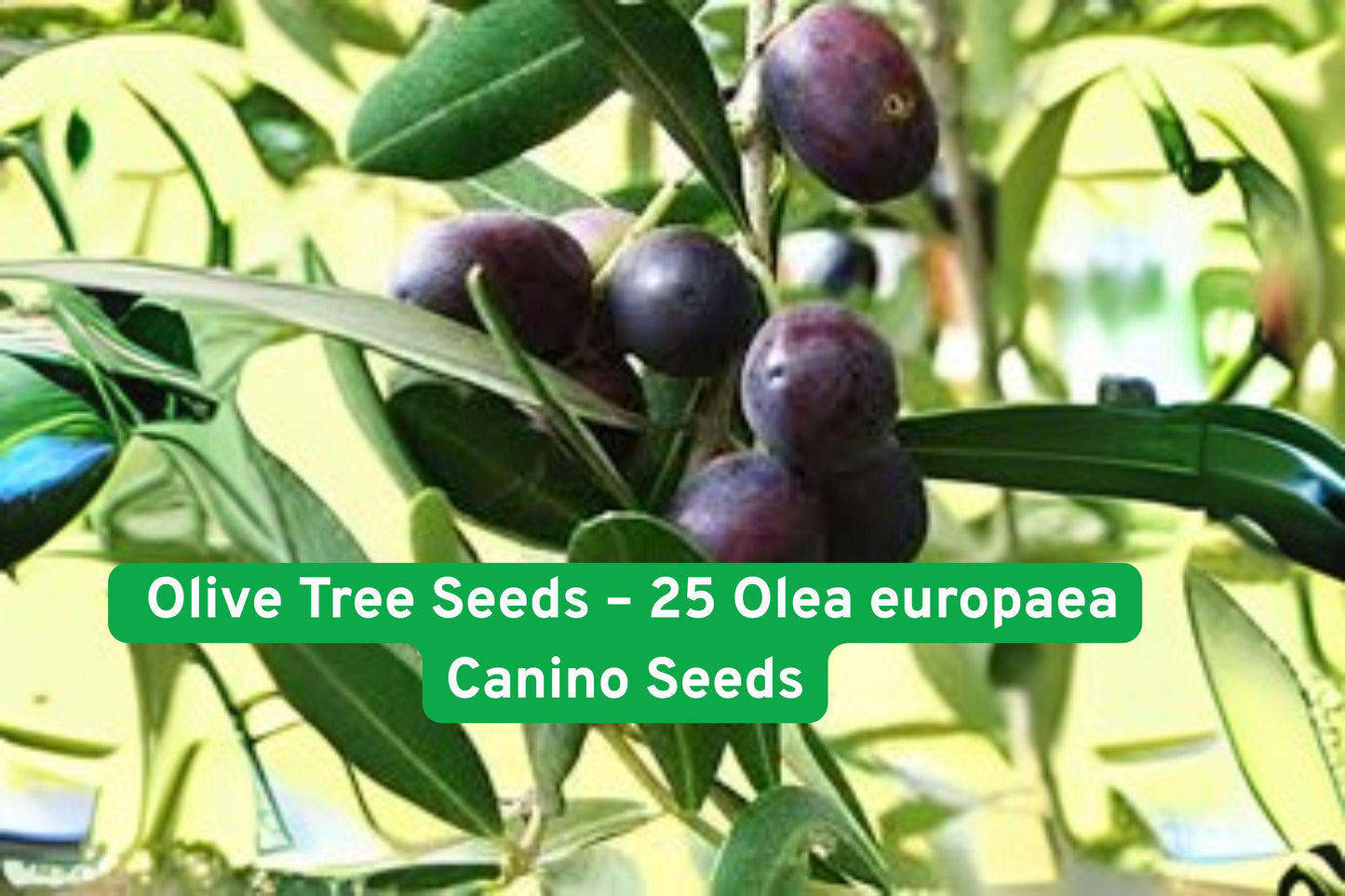 Olive Tree Seeds – 25 Olea europaea ‘Canino’ Edible Olive Planting Seeds Non-GMO for Growing Bonsai & Landscape