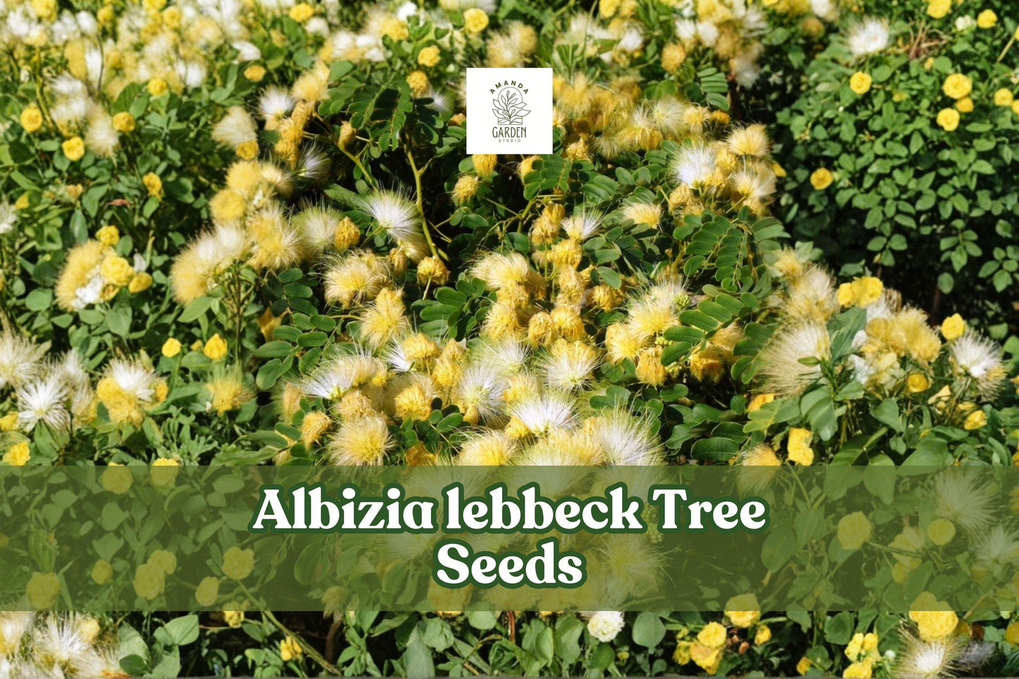 Albizia Lebbeck Seeds | Woman’s Tongue Tree | Fast-Growing Shade Tree | Tropical Ornamental Plant