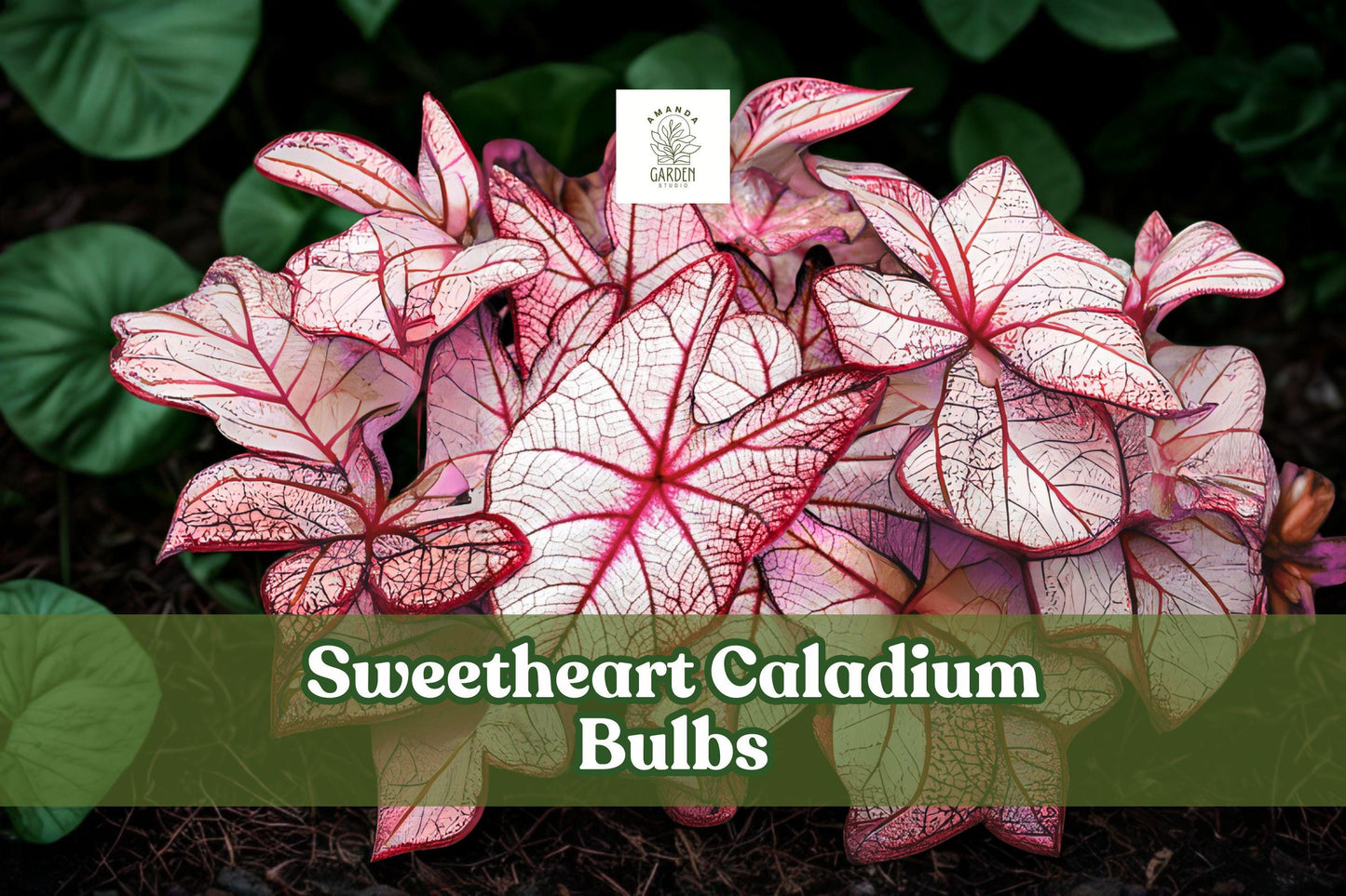 Caladium ‘Sweetheart’ Live Bulbs – Large Orange-Bronze Foliage, Tropical Shade Plant, 6 Tubers