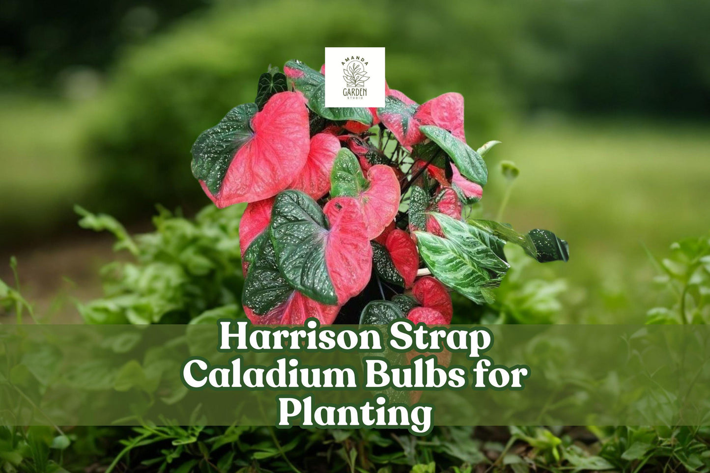 Harrison Strap Caladium Bulbs – Tropical Red & Green Foliage – Live Tubers for Shade Gardens & Containers