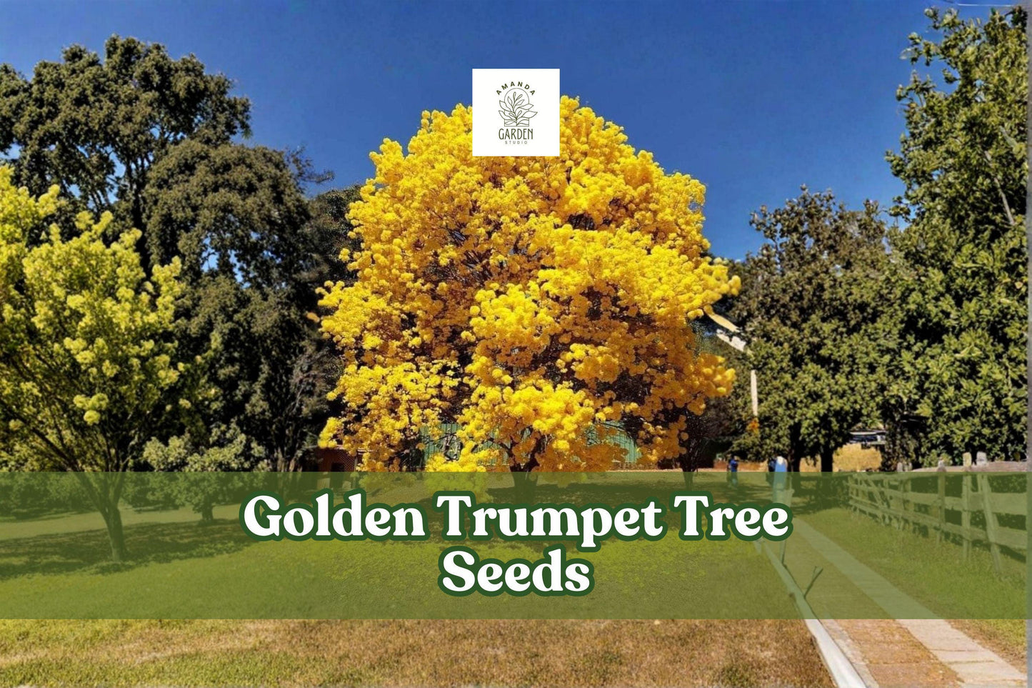 Golden Trumpet Tree Seeds | Handroanthus chrysanthus | Yellow Tabebuia Flowering Ornamental Tree Seeds