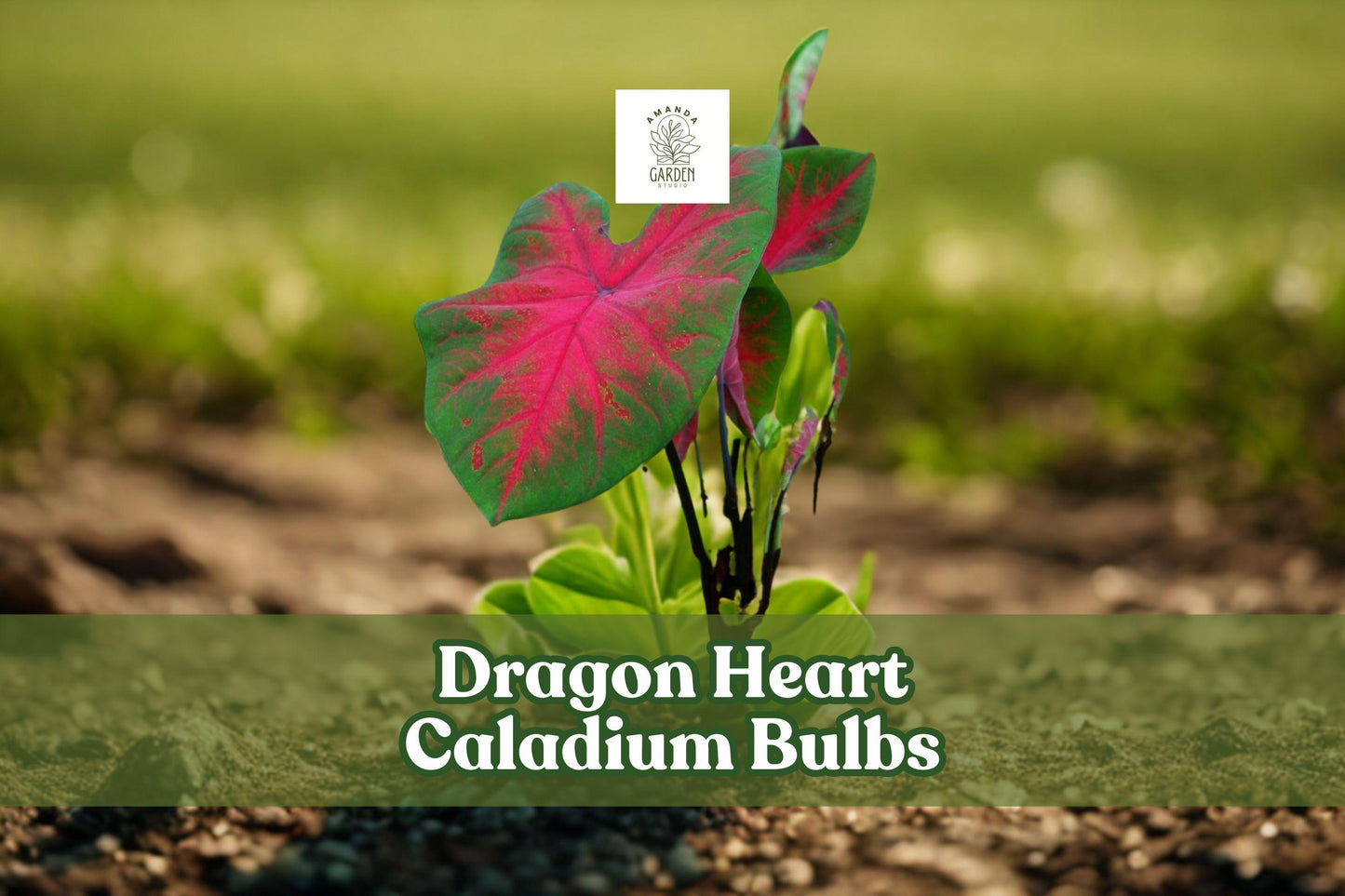 Dragon Heart Caladium Bulbs 6 Pack | Tropical Foliage, Shade Garden, Caladium bicolor 'Dragon Heart'