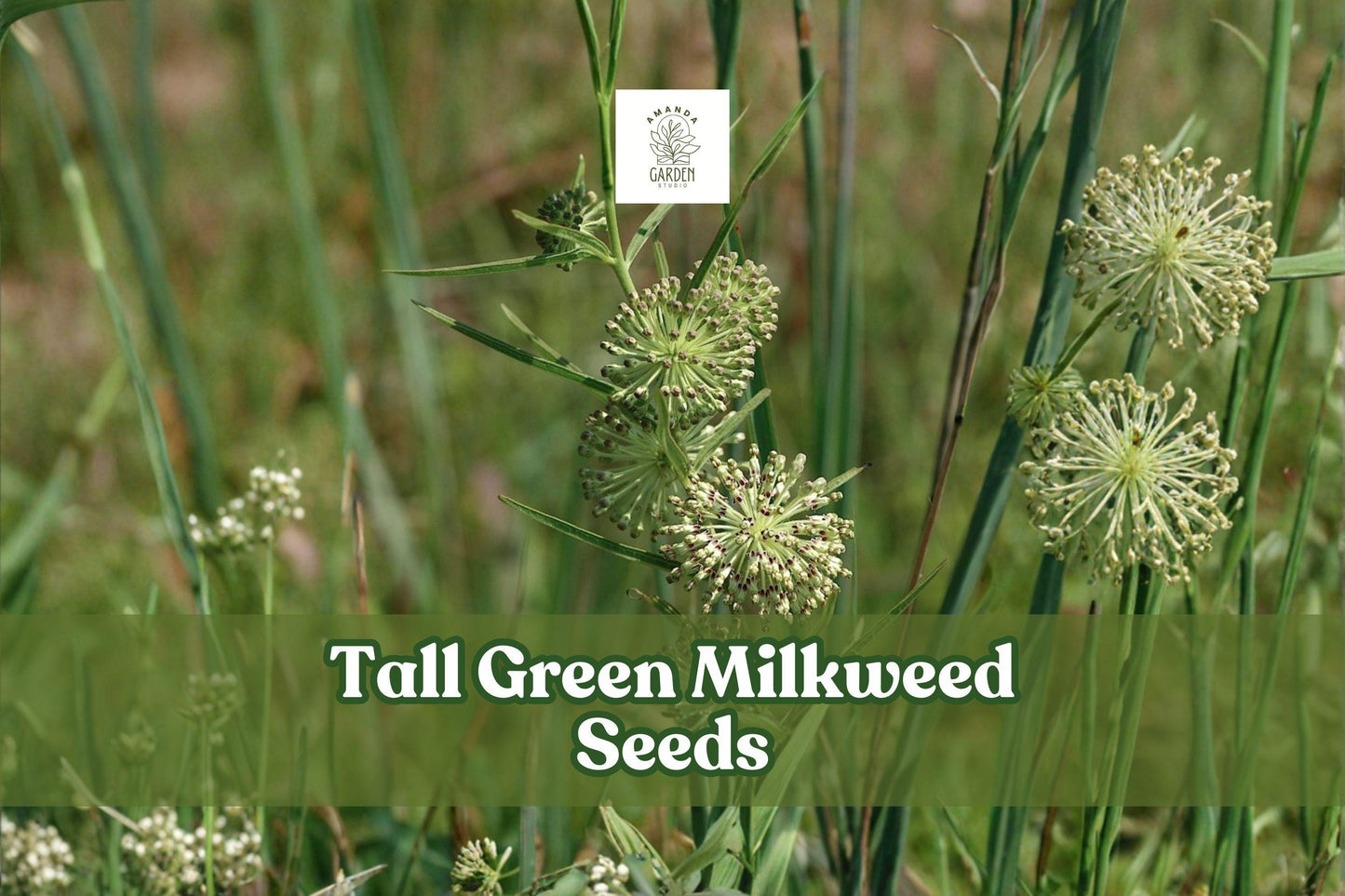 50 Tall Green Milkweed Seeds | Native Asclepias hirtella | Butterfly Host Plant for Monarchs & Pollinators