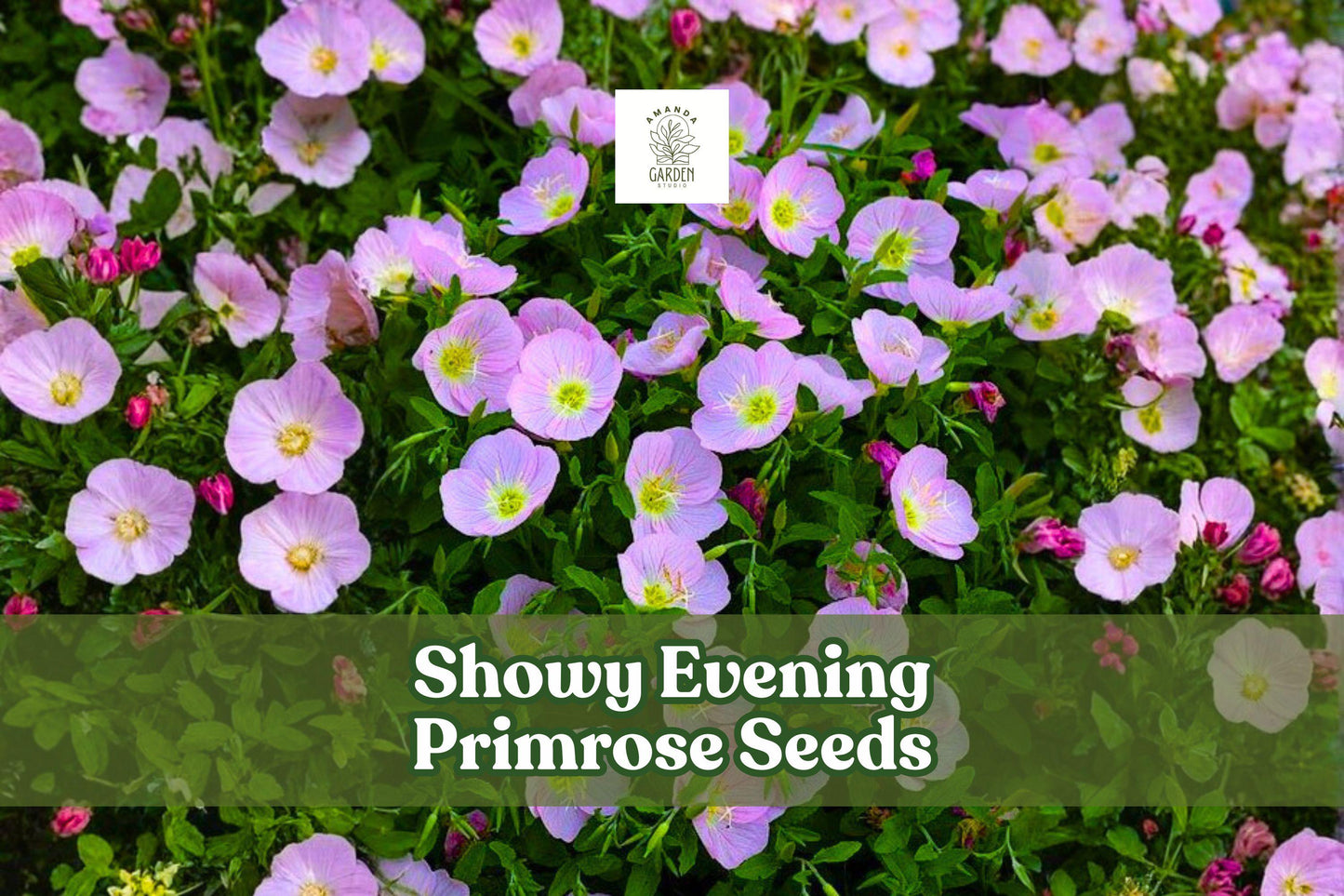Showy Evening Primrose Seeds | 200 Pink Wildflower Seeds | Drought Tolerant, Pollinator-Friendly | Oenothera speciosa