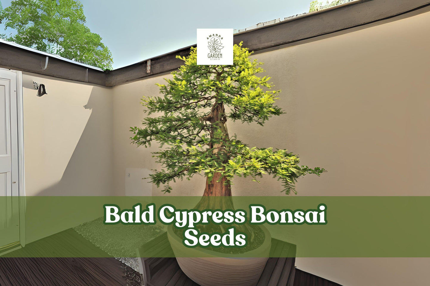 Bald Cypress Bonsai Seeds | Ornamental Conifer | Taxodium distichum | Hardy, Feathery Foliage, Wet Soil Tolerance