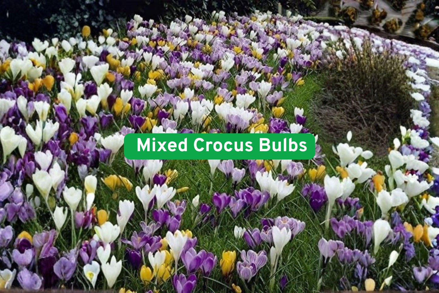 Mixed Crocus Bulbs 50 Pack | Spring Perennial Flowers in White, Purple, Blue & Yellow | Crocus spp.