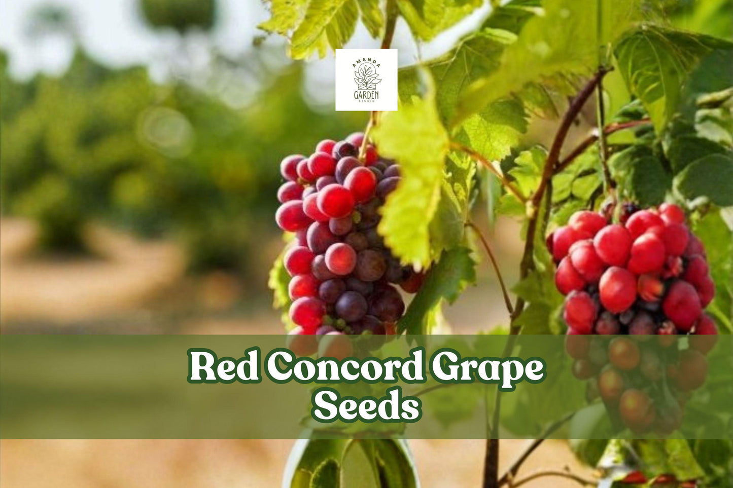 Red Concord Grape Seeds | Vitis labrusca Fruiting Vine, Heirloom, Climbing Vine, 20 Seeds