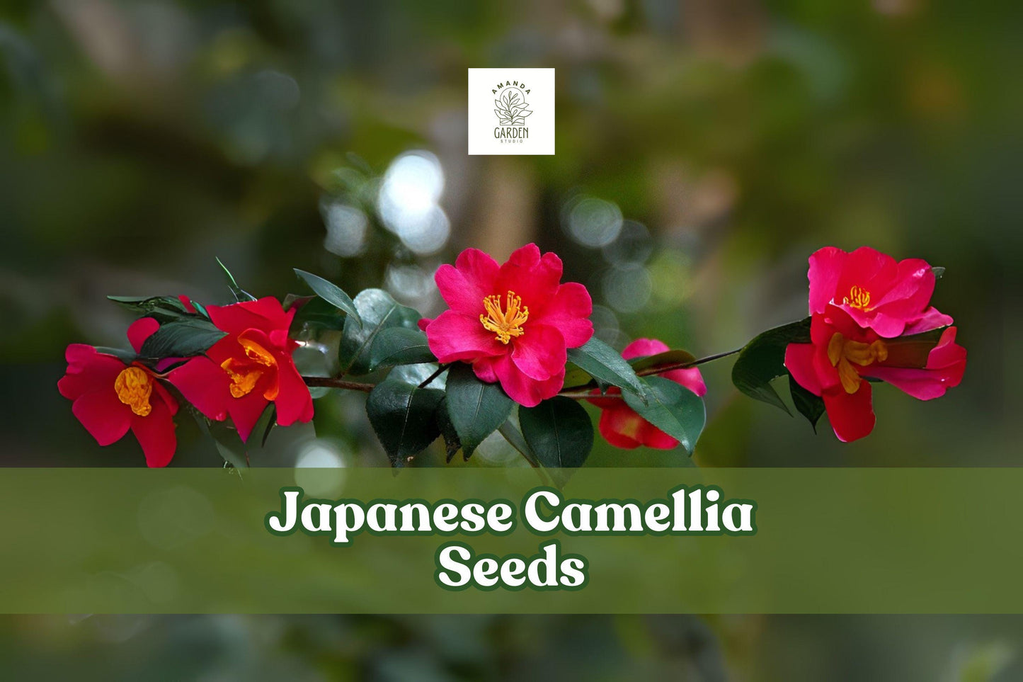 Japanese Camellia Seeds, Camellia japonica, Flowering Evergreen, Ornamental Shrub, 5 Seeds