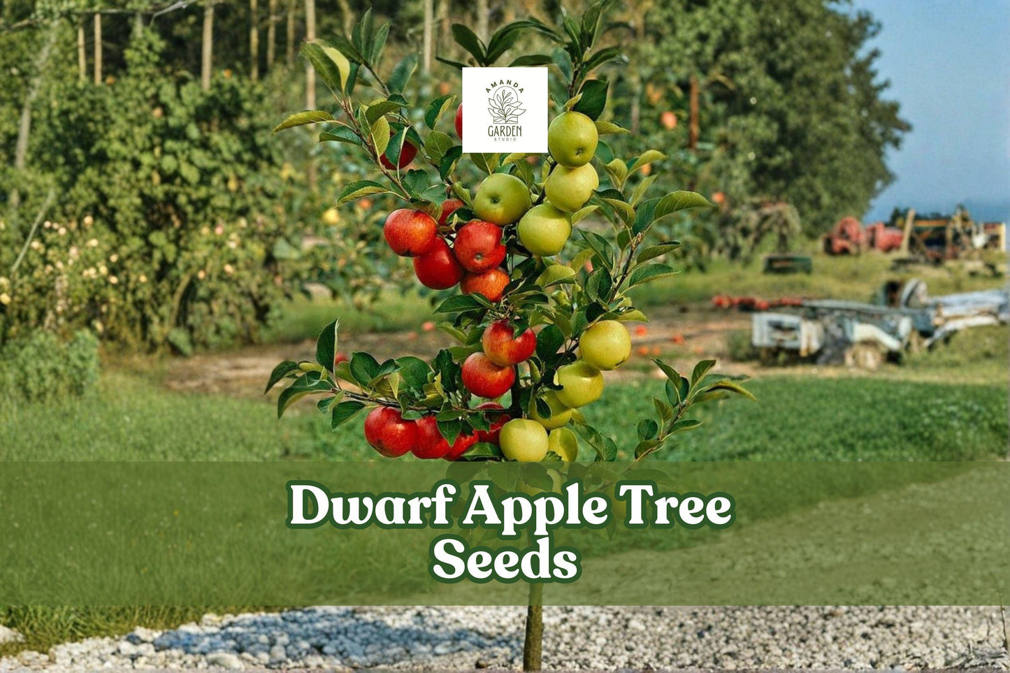 25 Dwarf Apple Tree Seeds, Malus domestica, Fruit-Bearing Bonsai, Miniature Tree for Indoor & Patio Gardening