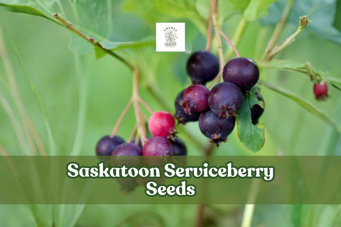 100 Saskatoon Serviceberry Seeds | Amelanchier alnifolia | Edible Berries, Hardy Shrub for Wildlife Gardens