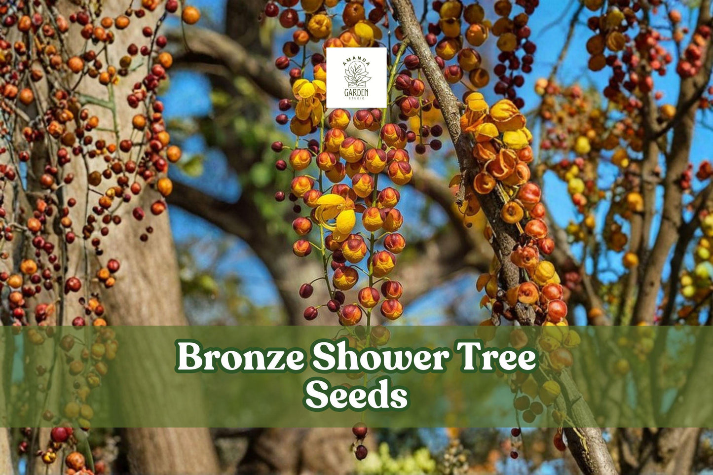 Bronze Shower Tree Seeds | Cassia moschata | Ornamental Tropical Flowering Tree | Fast-Growing, Drought-Tolerant, Full Sun