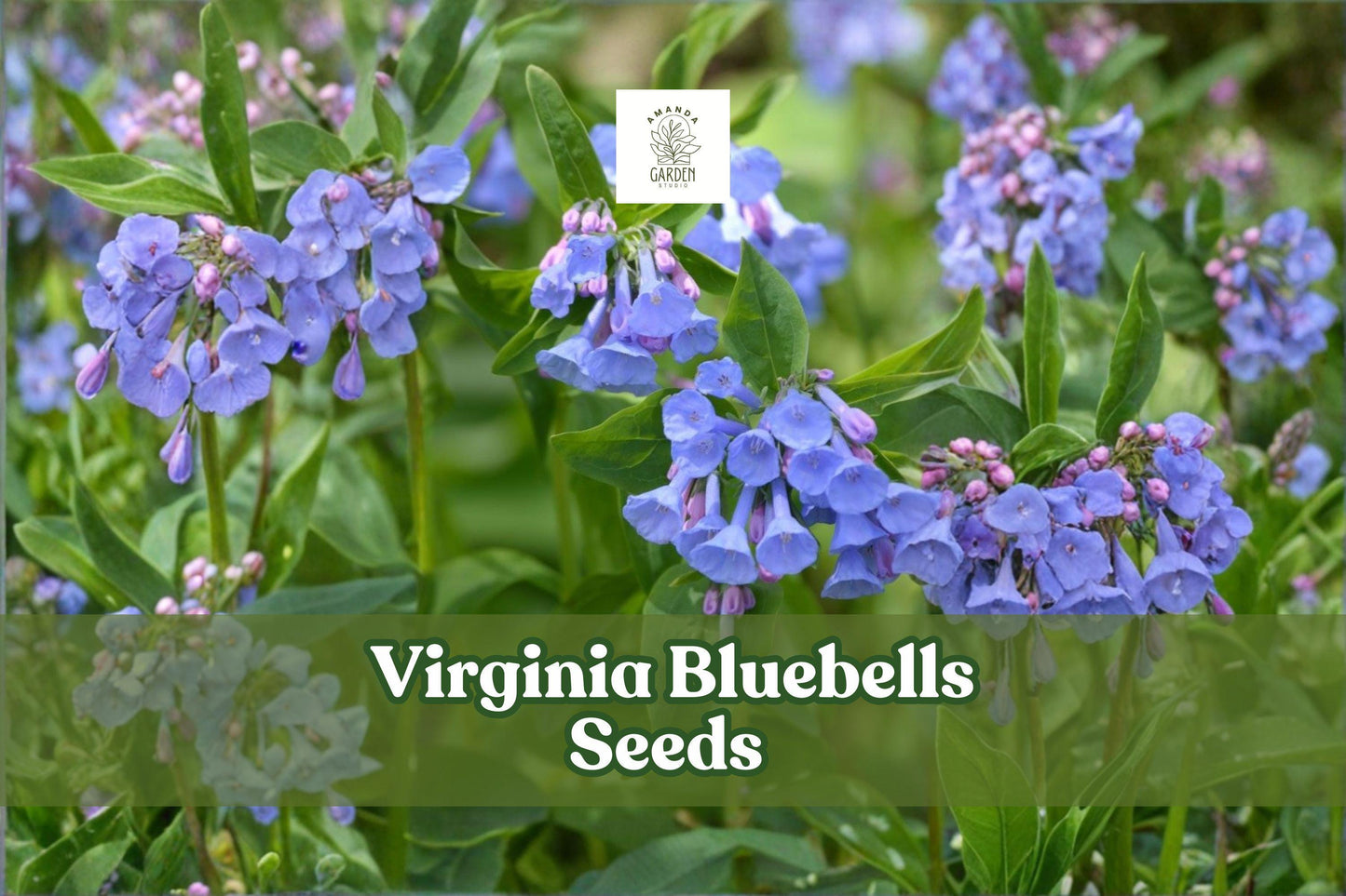 Virginia Bluebells Seeds | 10 Wildflower Seeds | Native Perennial Mertensia virginica | Shade-Loving Woodland Flower