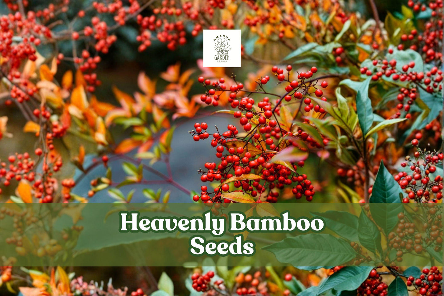 100 Heavenly Bamboo Seeds Nandina Domestica Evergreen Shrub with Red Berries, Ornamental Foliage