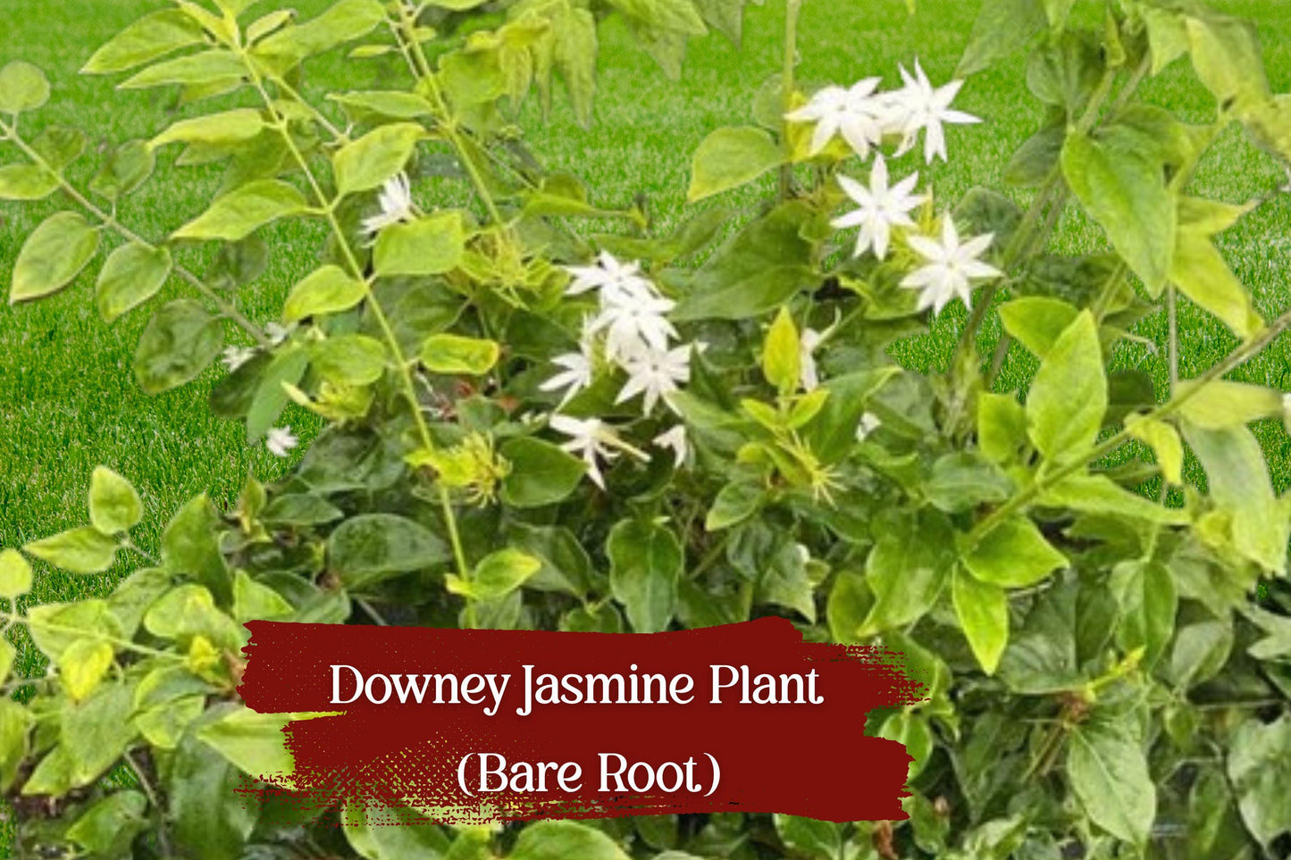 Live Jasminum pubescens Bare Root Plant – Fragrant White Flower Vine, Evergreen Climber for Garden, Trellis, Fence