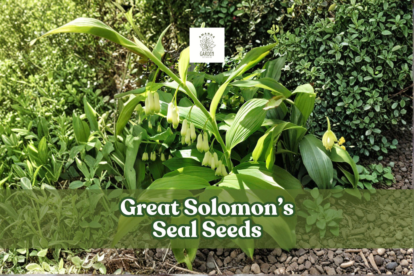 20 Solomon's Seal Seeds | Polygonatum biflorum Perennial Shade Garden Plant, White Bell Flowers, Native Woodland Plant