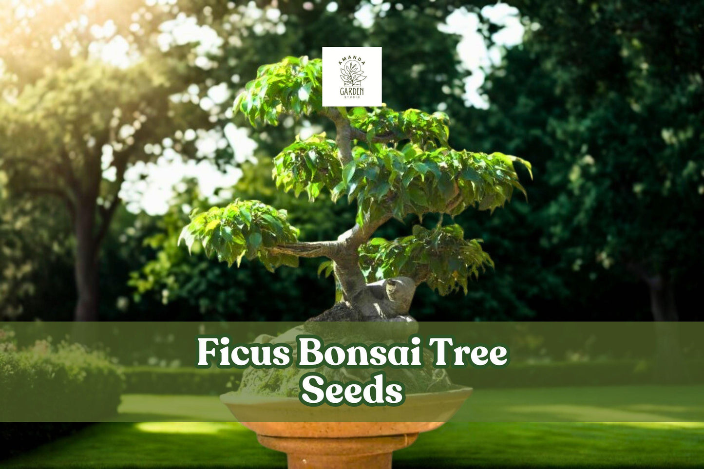 Ficus Bonsai Tree Seeds | 25+ Evergreen Tropical Houseplant Starter | Ficus retusa / Microcarpa