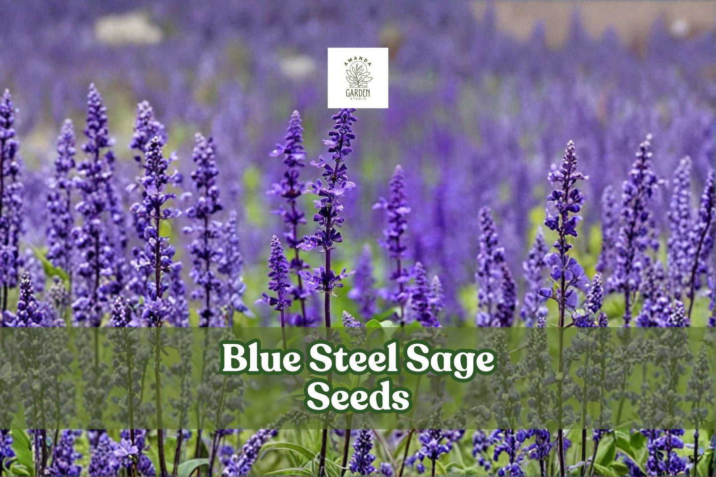 Blue Steel Sage Seeds | Salvia farinacea Perennial Flower Seeds | Drought-Tolerant, Pollinator-Friendly, Easy to Grow
