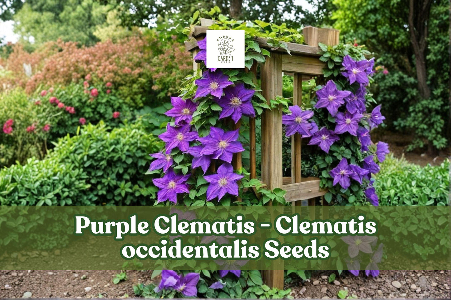 Purple Clematis Seeds, Climbing Vine, Violet Blooms, Clematis occidentalis, Perennial Flowering Vine, Garden Climber, Pollinator-Friendly
