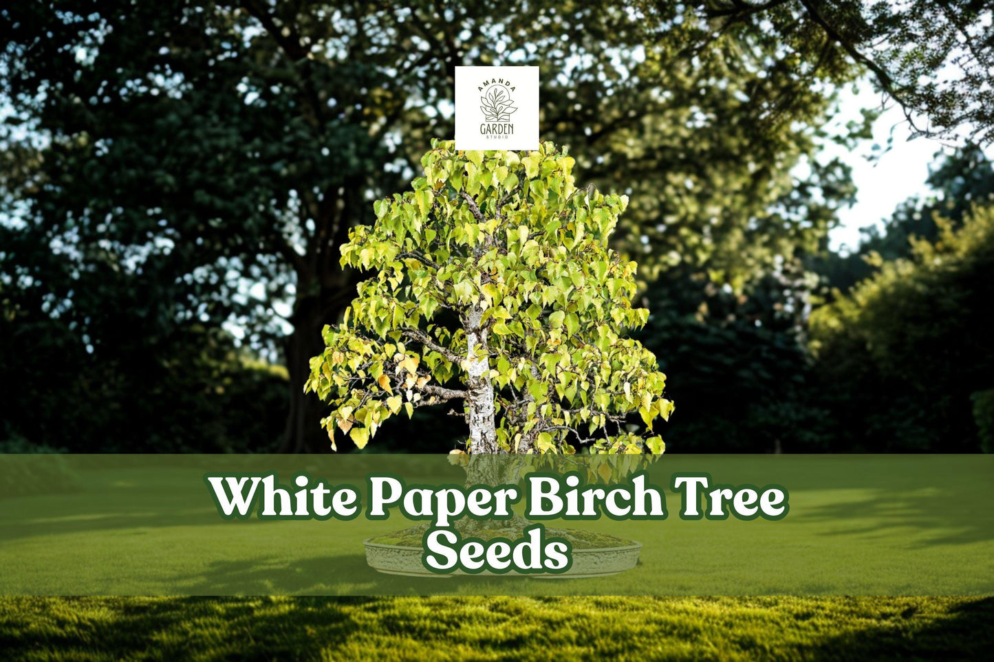 White Paper Birch Seeds | Betula papyrifera | Ornamental Bonsai Tree Seeds for Landscaping & Woodland Gardens