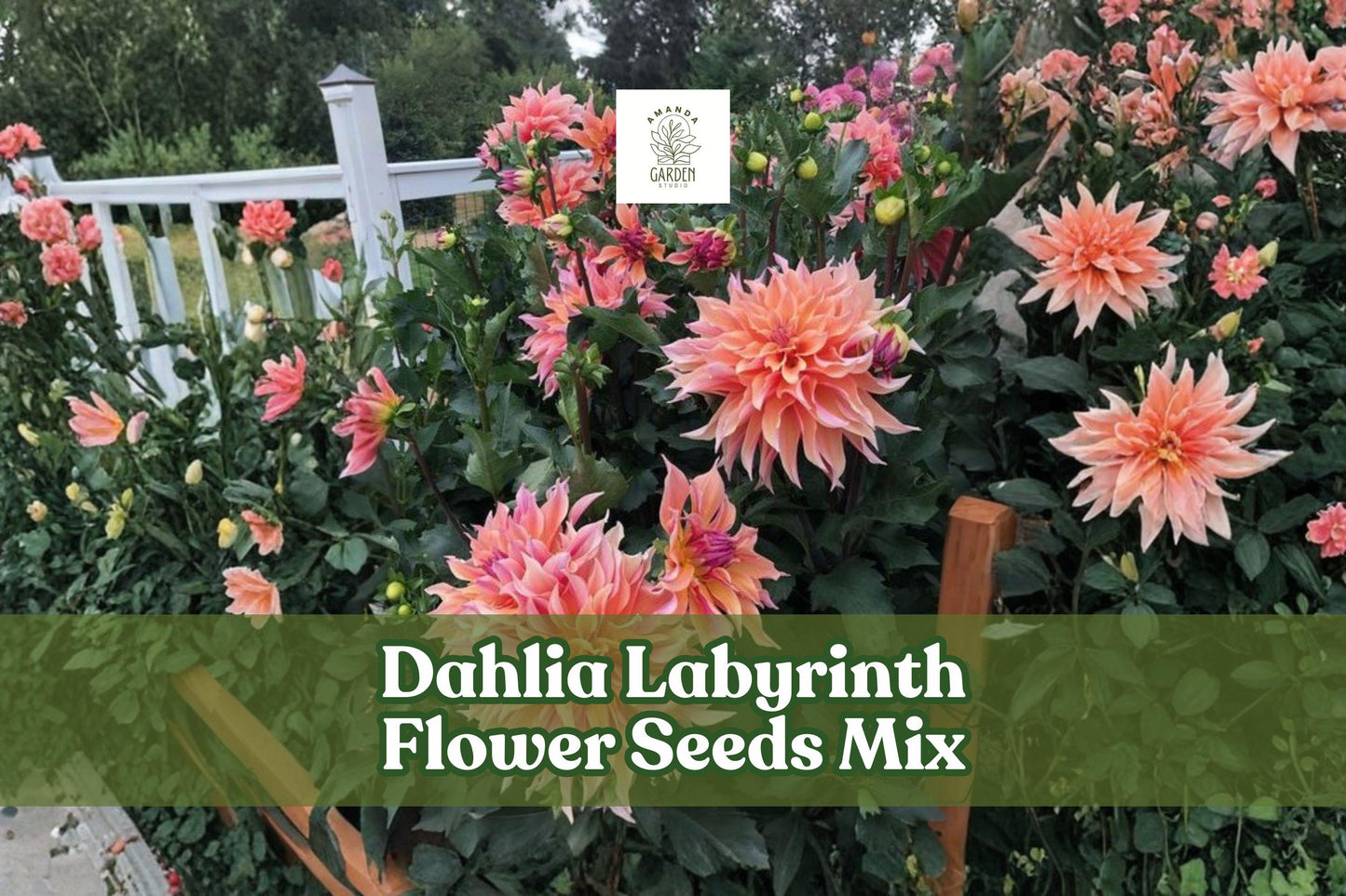 Dahlia Labyrinth Flower Seeds Mix – Exotic Bright Colors, 100+ Seeds, Dahlia pinnata for Garden Beds & Cut Flowers